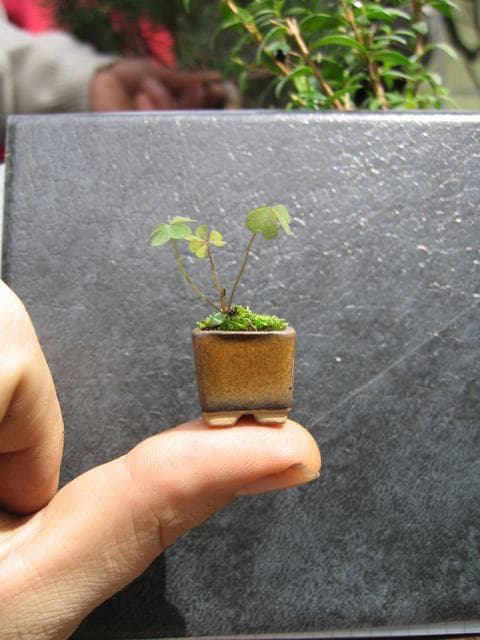 Oxalis Kusamono