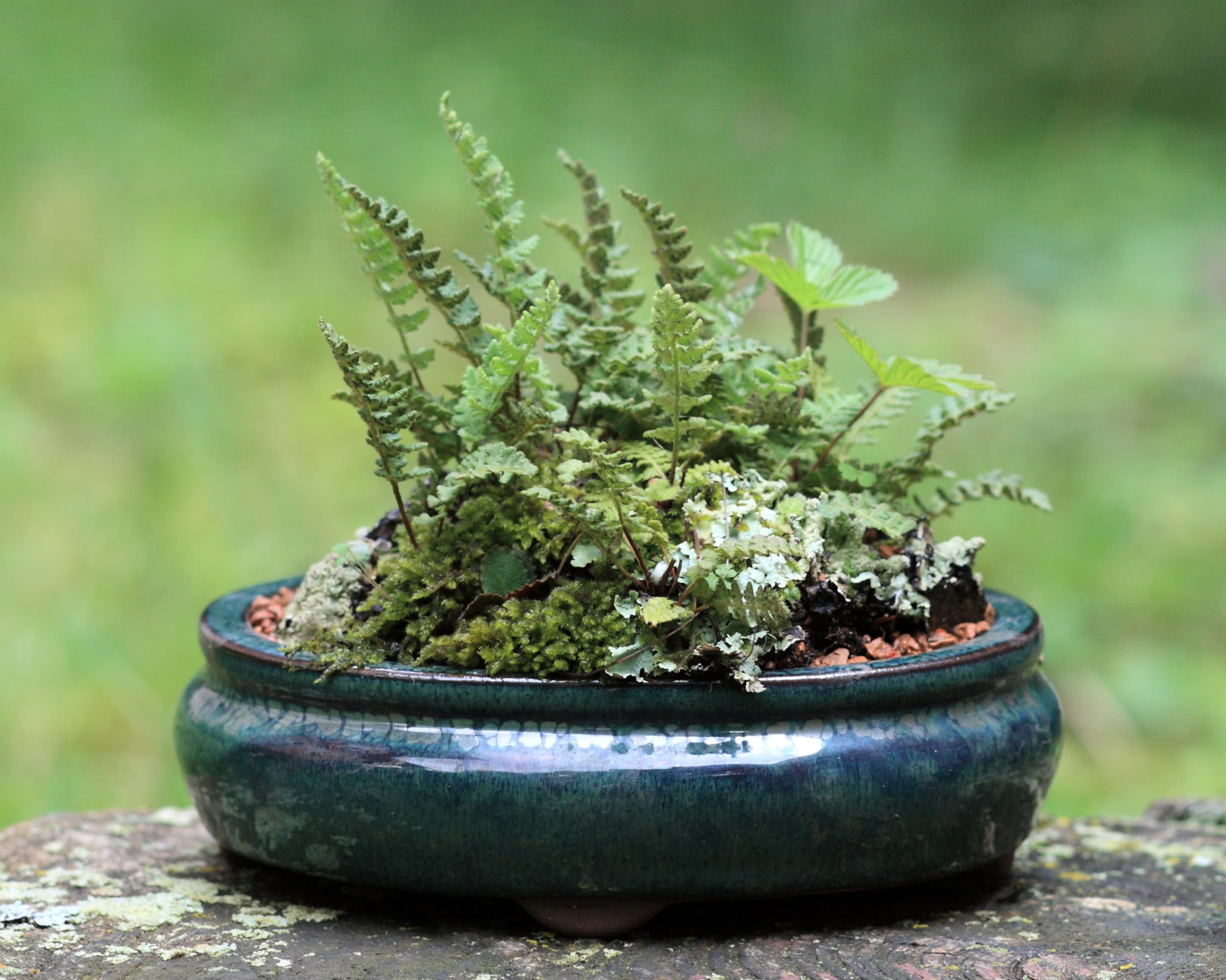 Kusamono with Fern and Strawberry