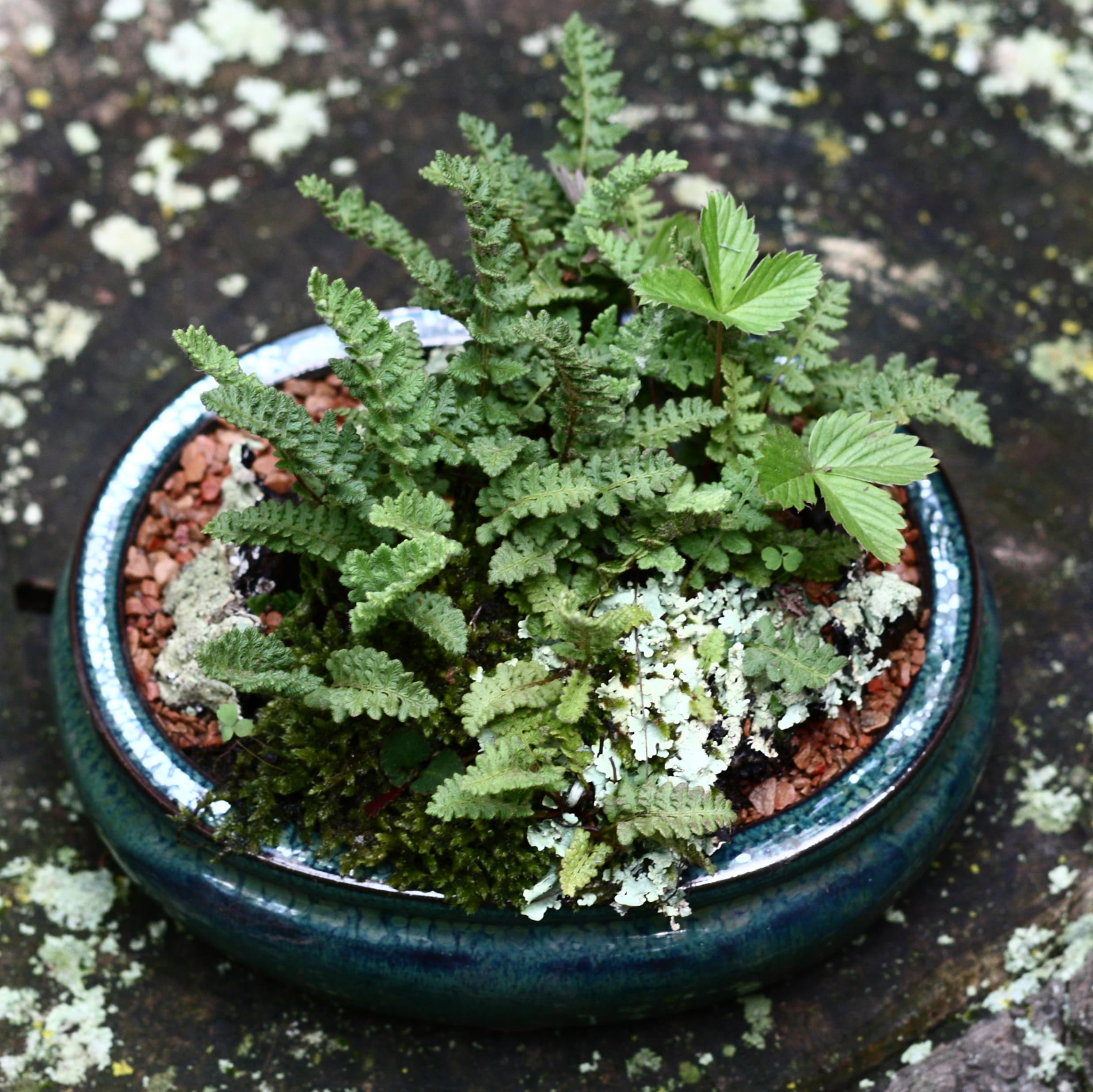 Kusamono with Fern and Wild Strawberry