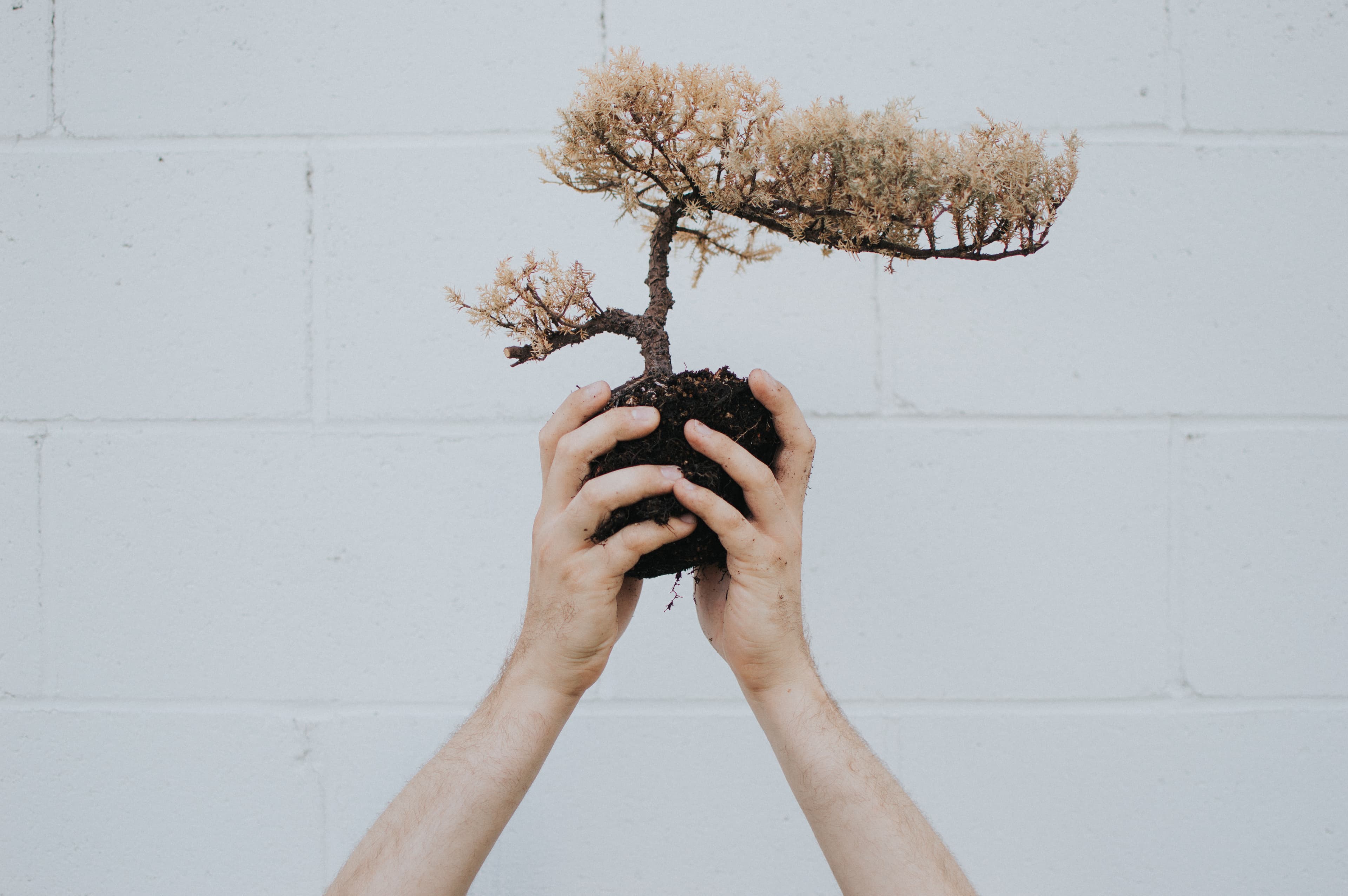 Dormant/Stressed Juniper Bonsai (Root Ball)