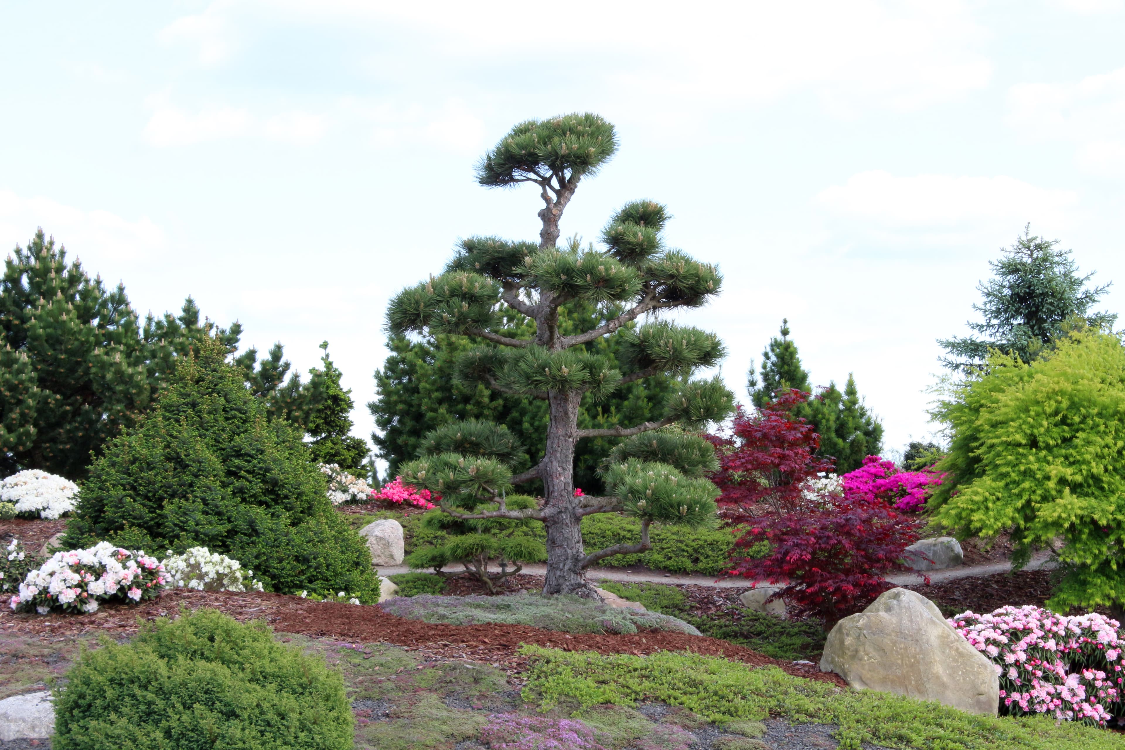 Japanese Black Pine Landscape Bonsai