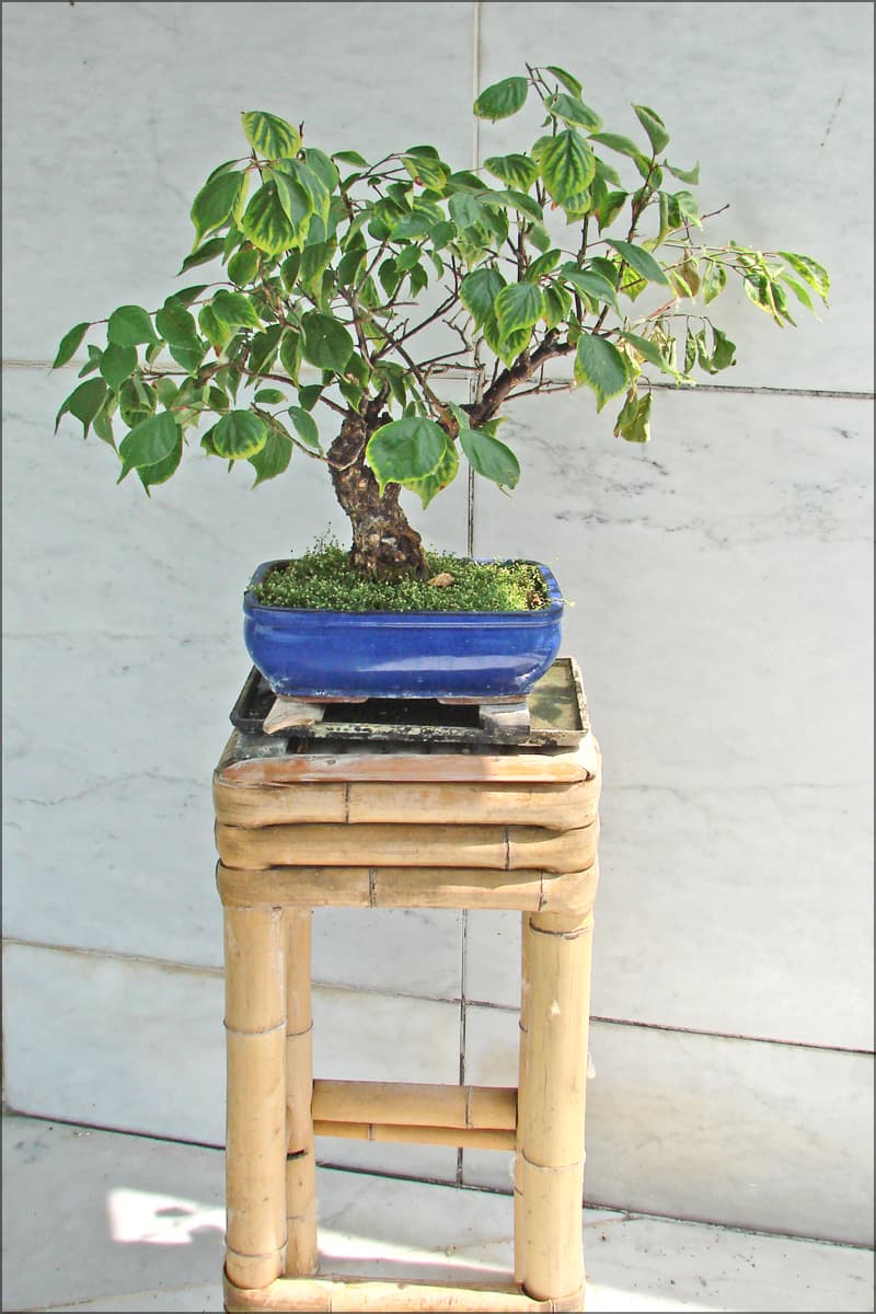 Japanese Apricot Bonsai