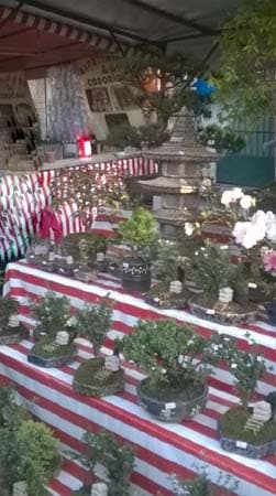 Flowering Serissa Bonsai