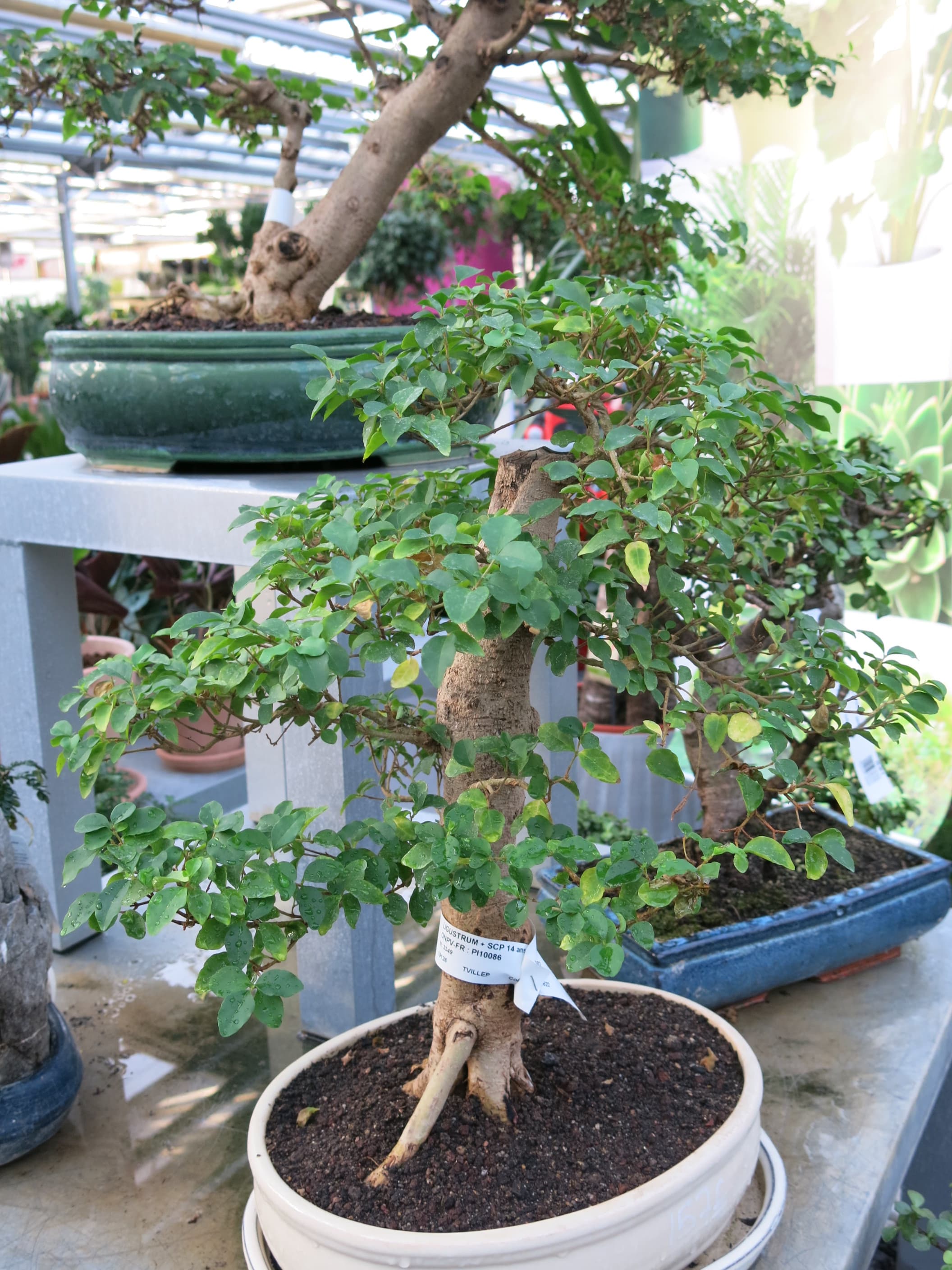 Informal Upright Ligustrum Bonsai