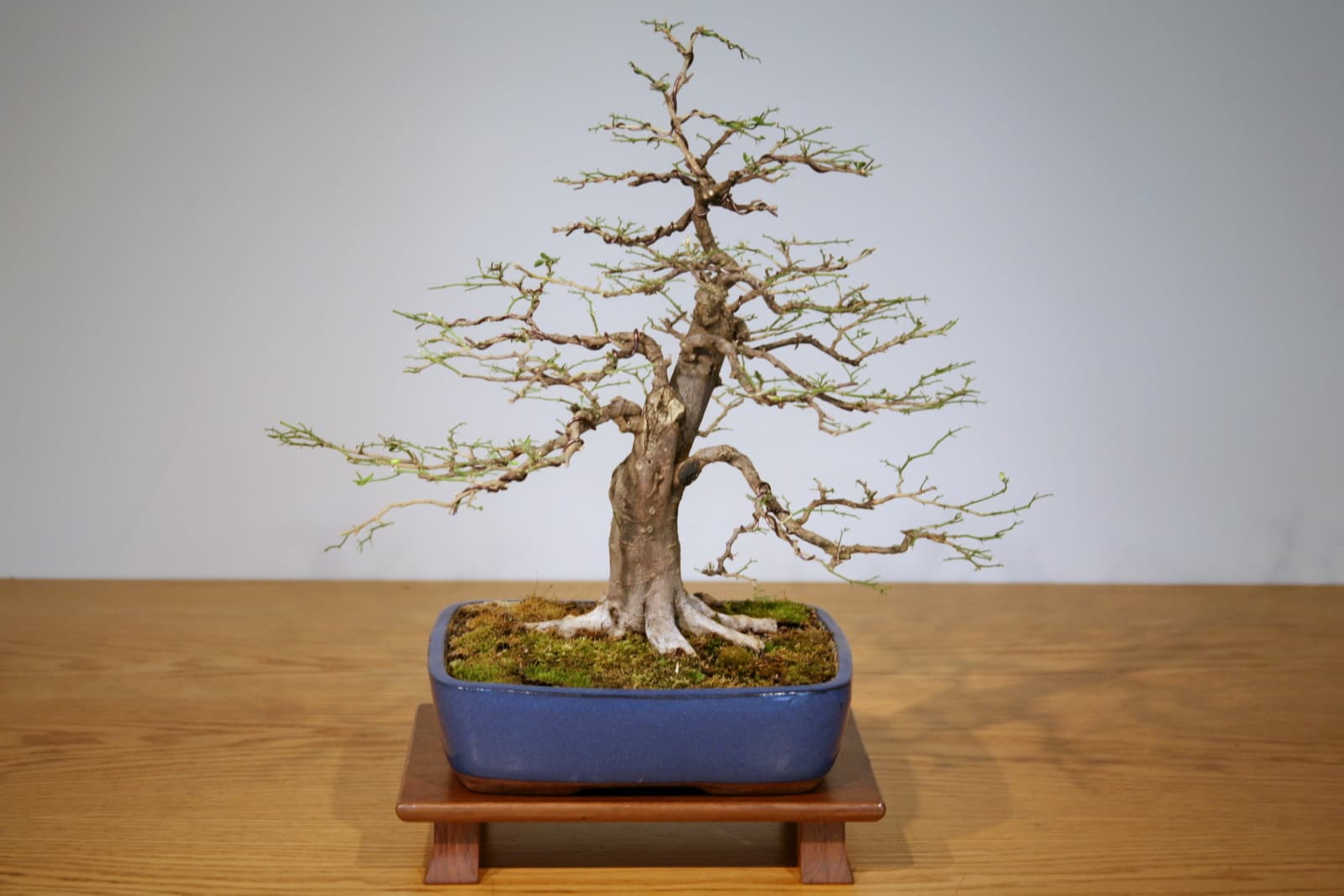 Limeberry Informal Upright Bonsai