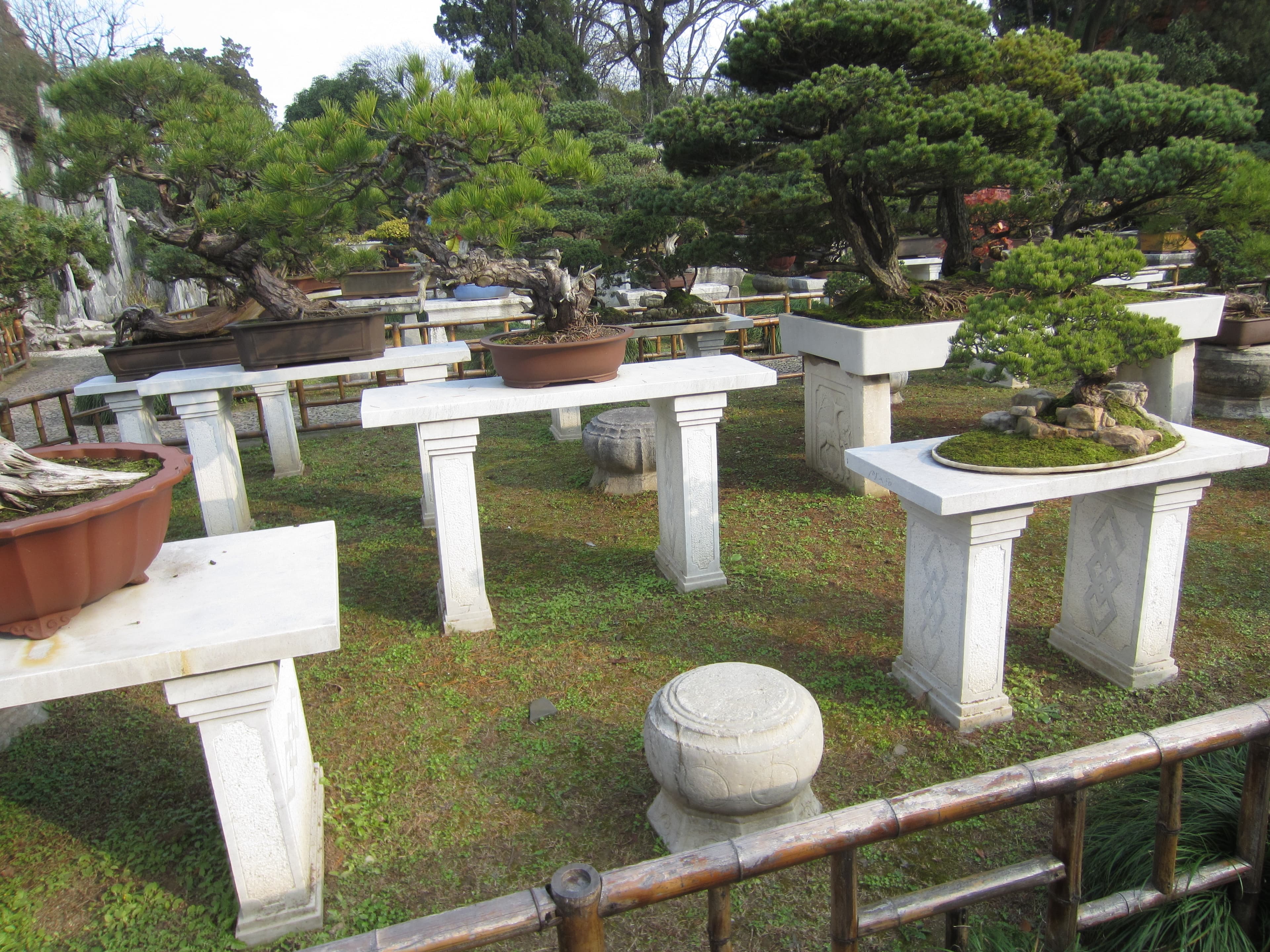 Chinese Juniper Rock Planting Penjing