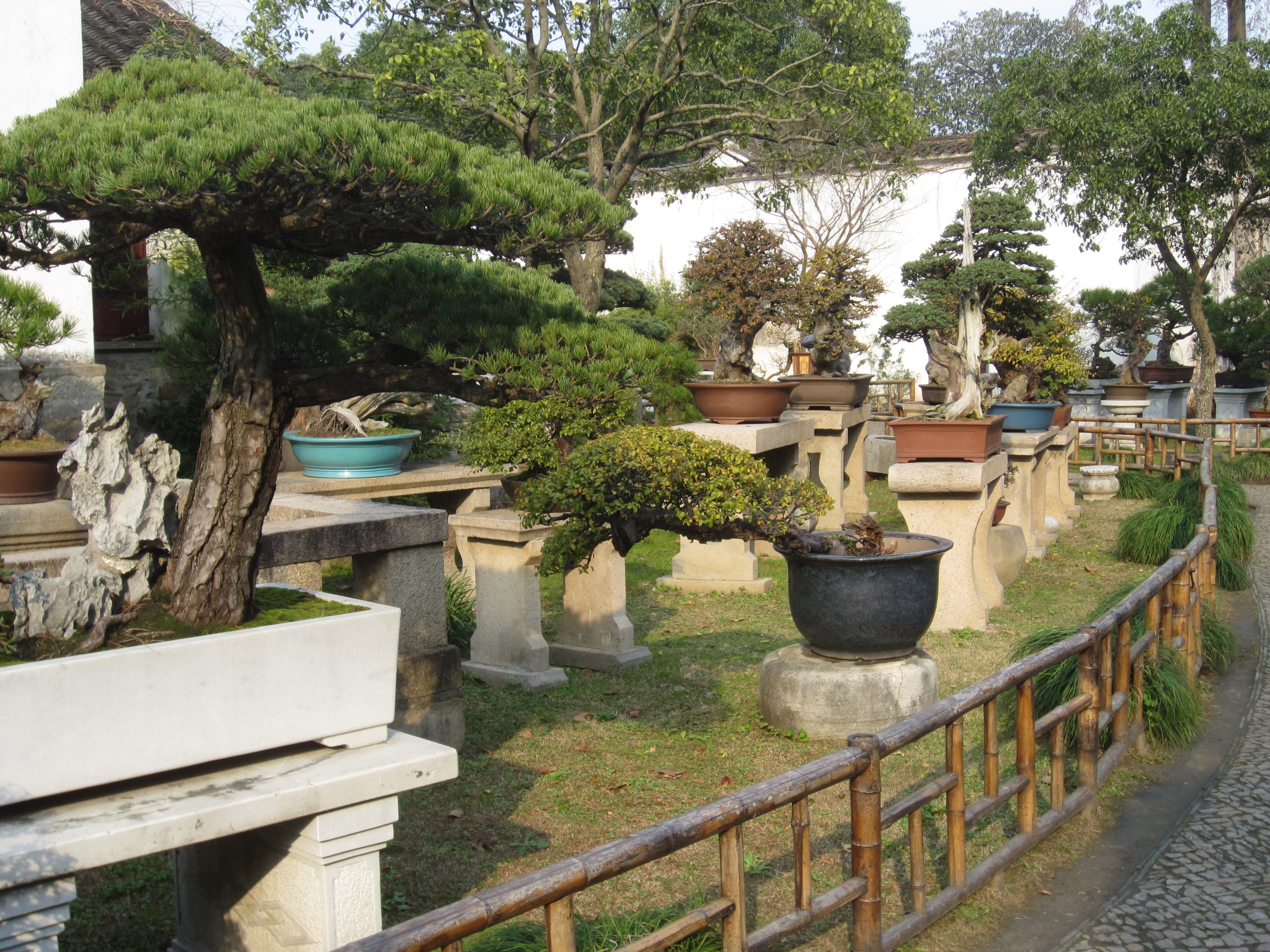 Mature Japanese Black Pine Bonsai