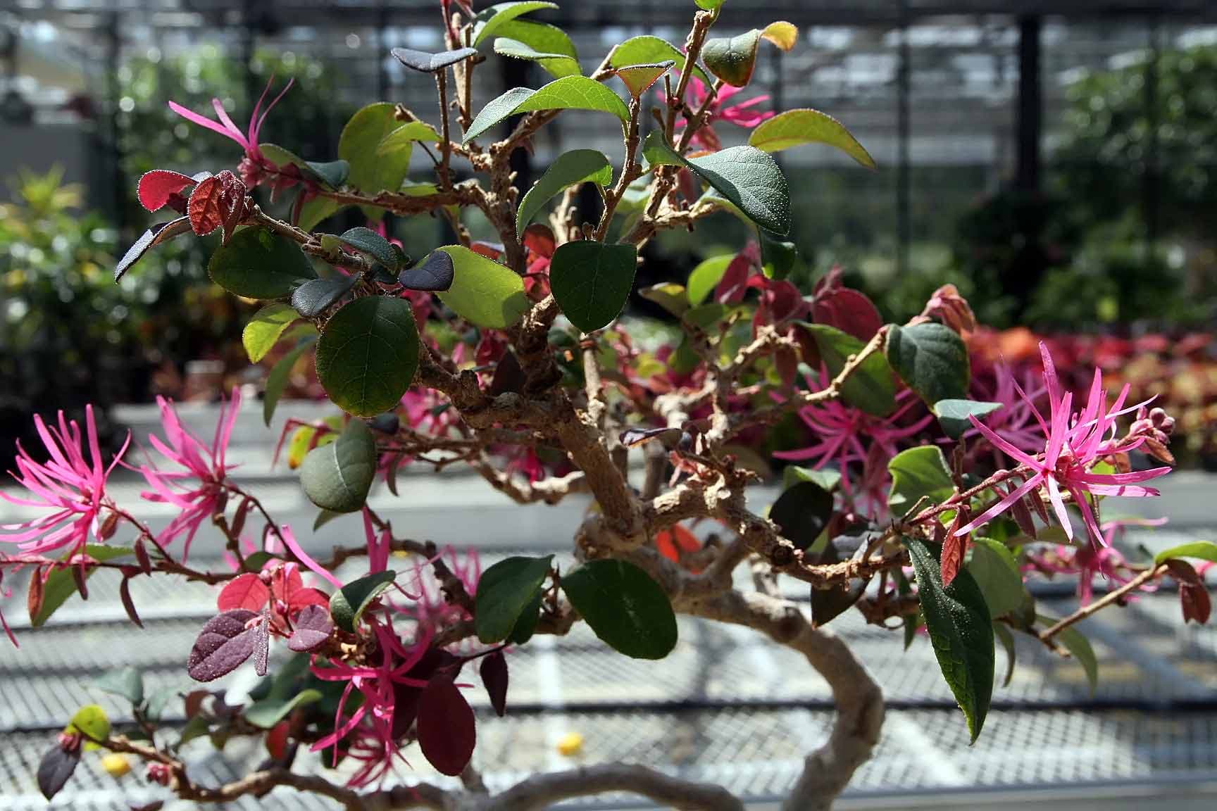 Chinese Fringe Flower Bonsai