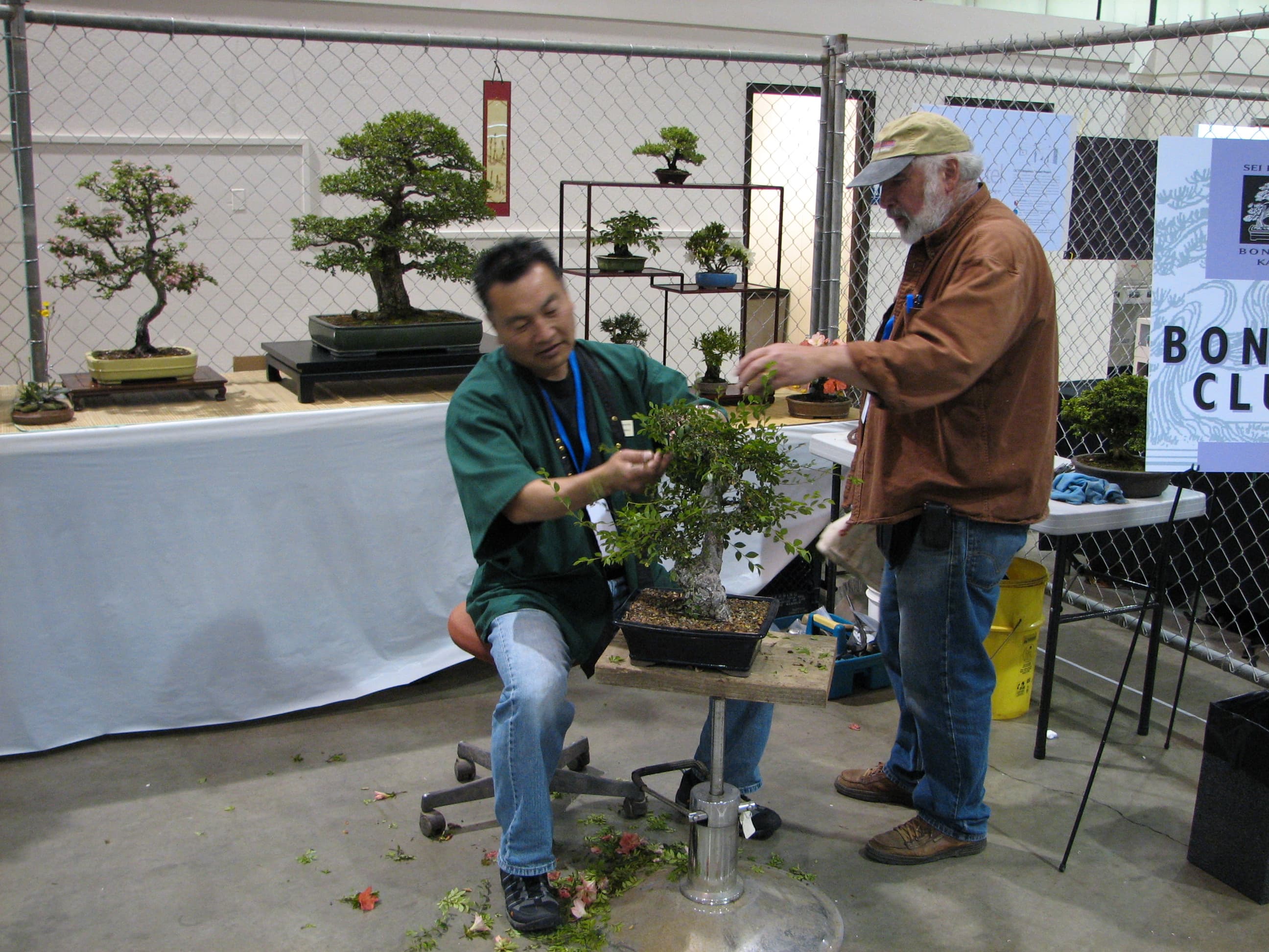 Chinese Elm Bonsai