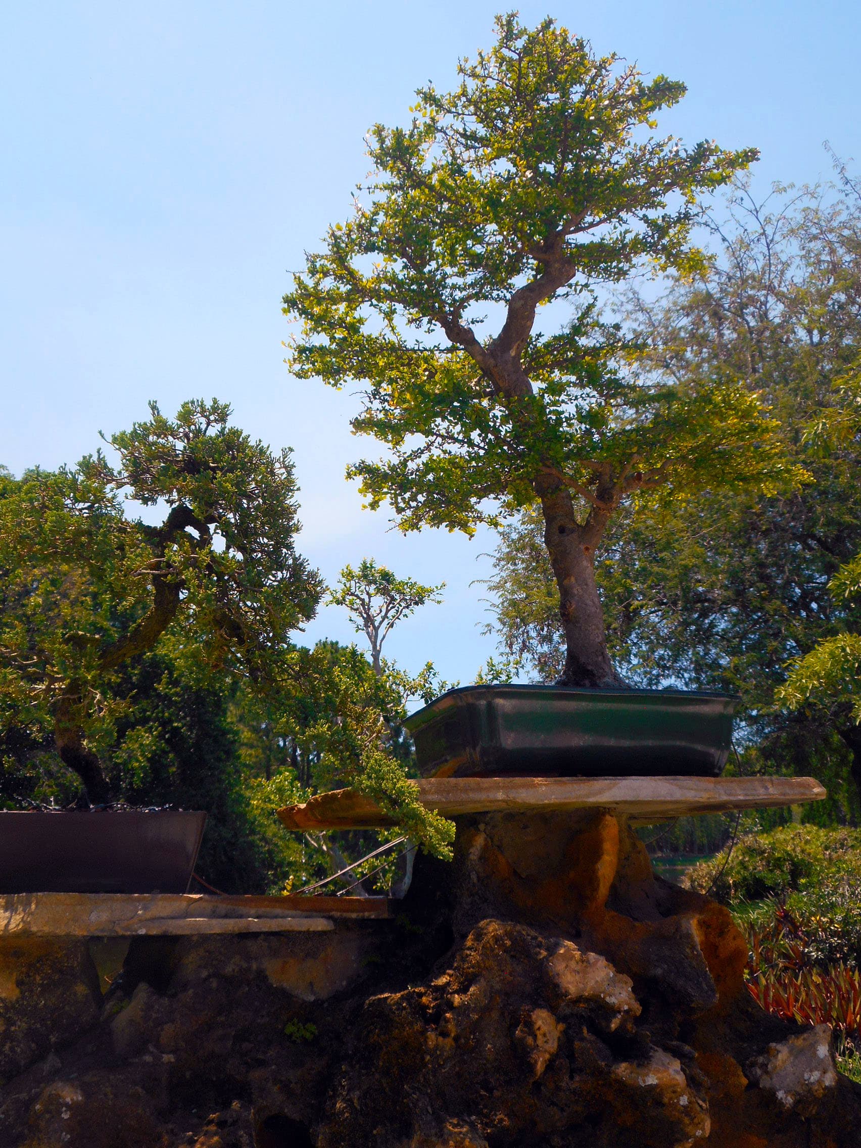 Black Olive Bonsai