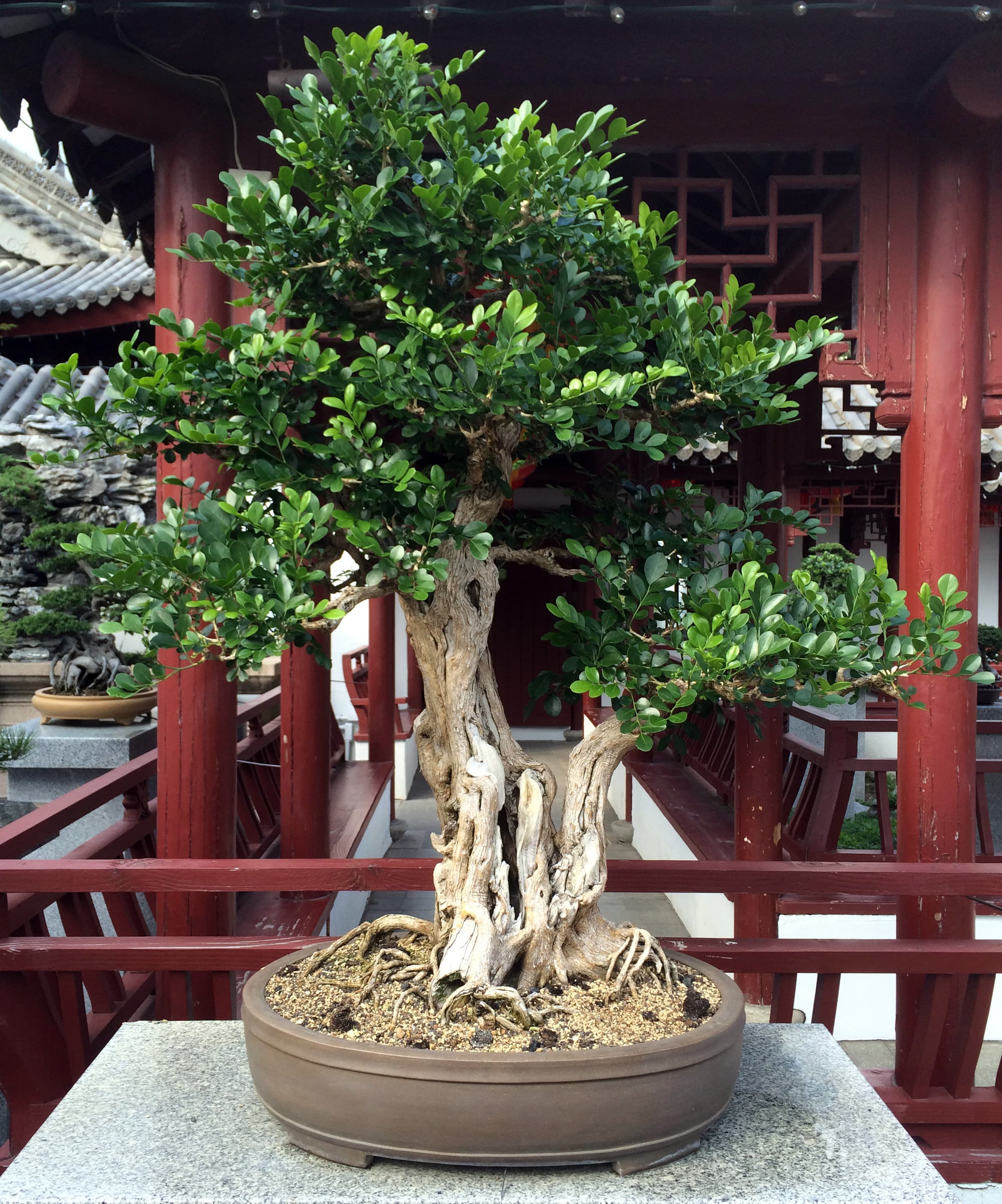 Murraya paniculata (Orange Jasmine) Bonsai
