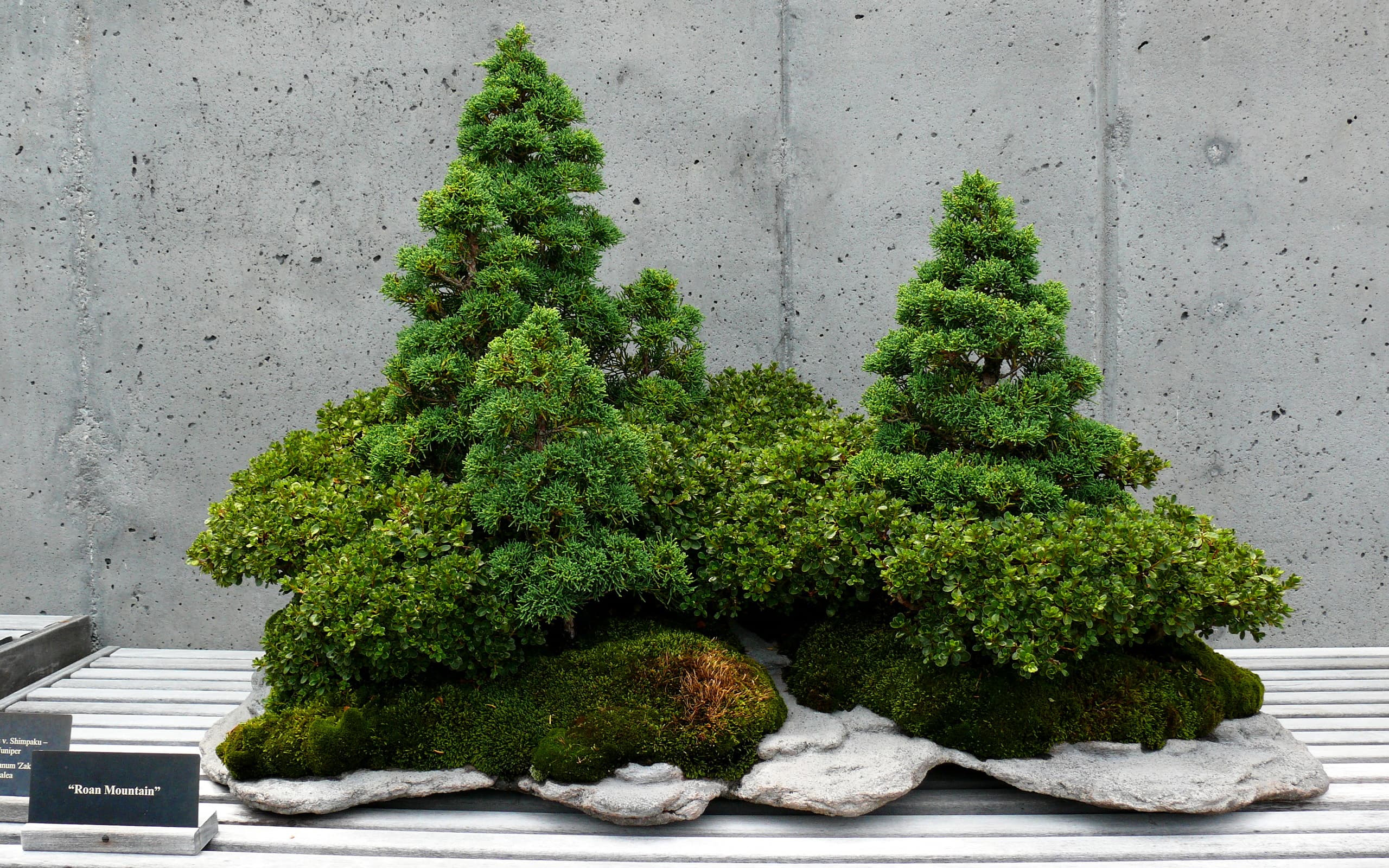 Roan Mountain Shimpaku Juniper Saikei
