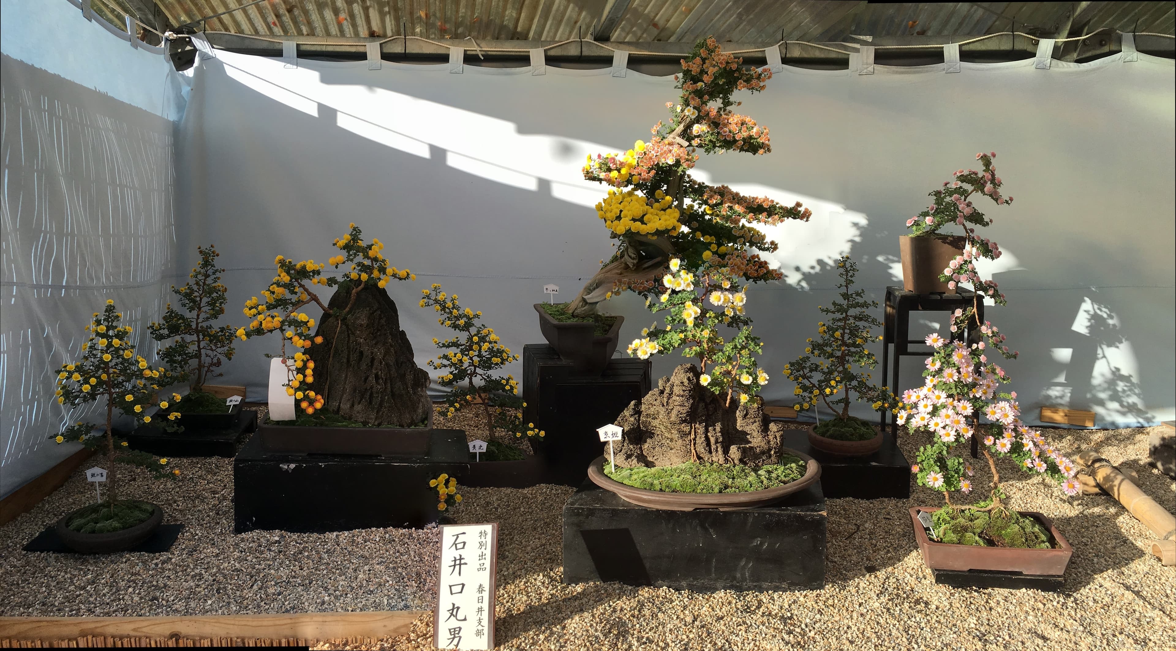 Multi-colored Chrysanthemum Bonsai with Deadwood
