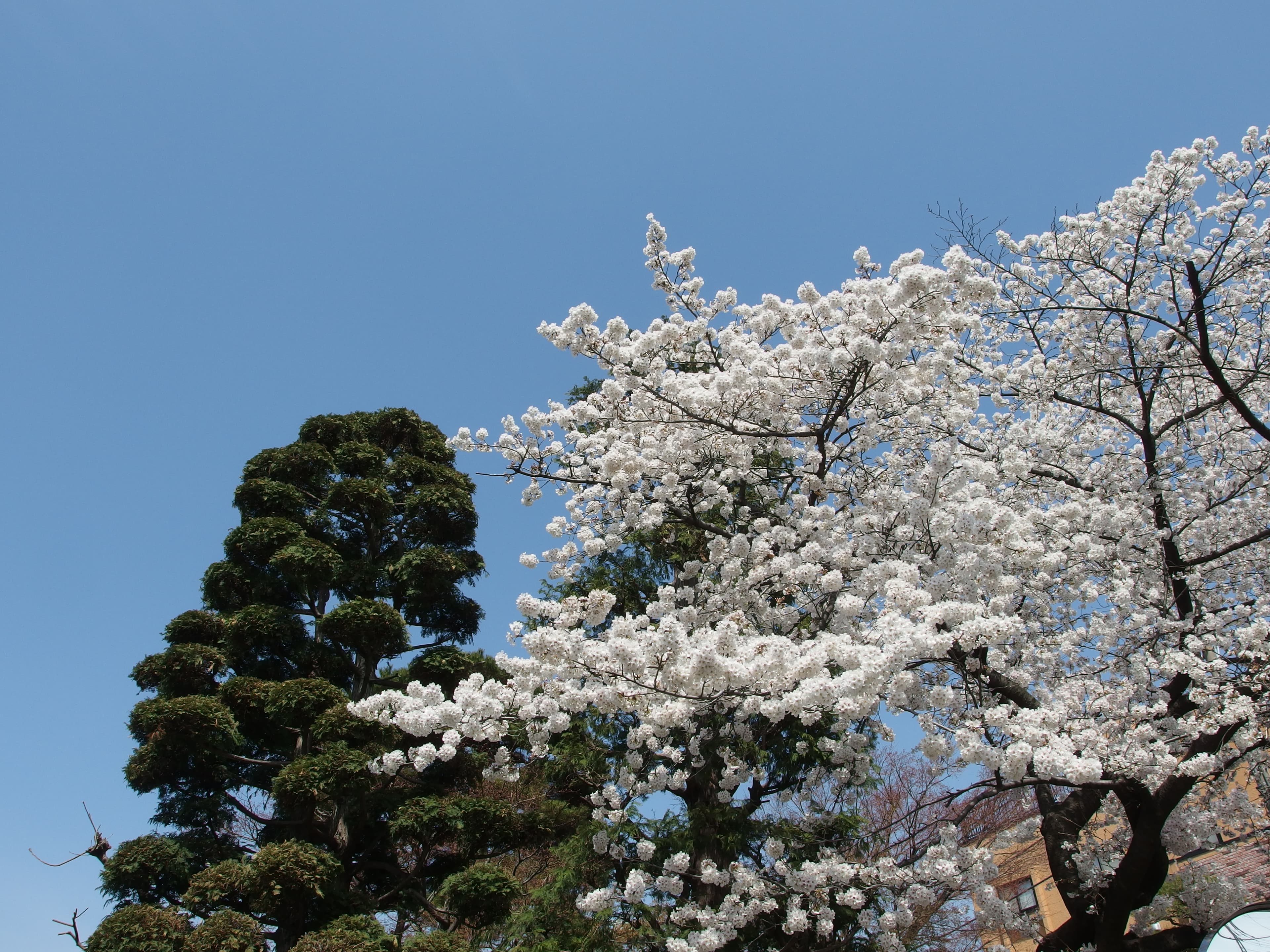 Sculpted Japanese Cedar Niwaki