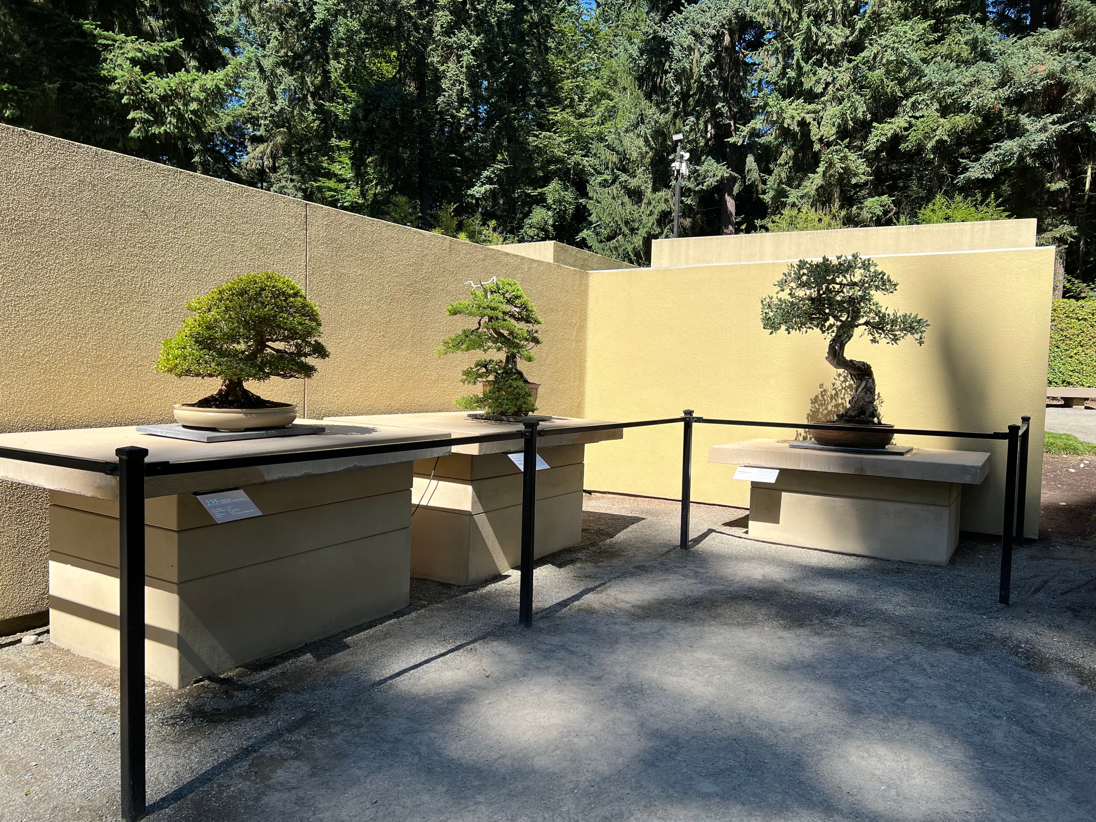 Japanese Boxwood Bonsai