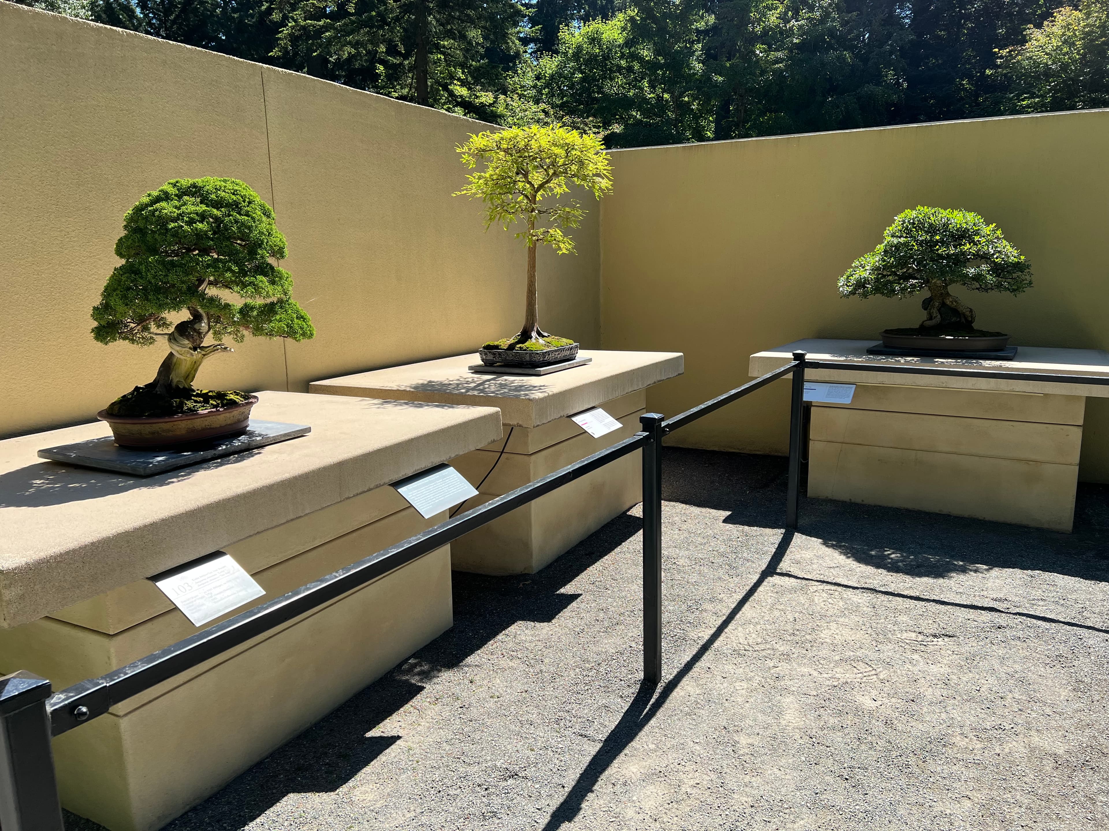 Shimpaku Juniper Bonsai