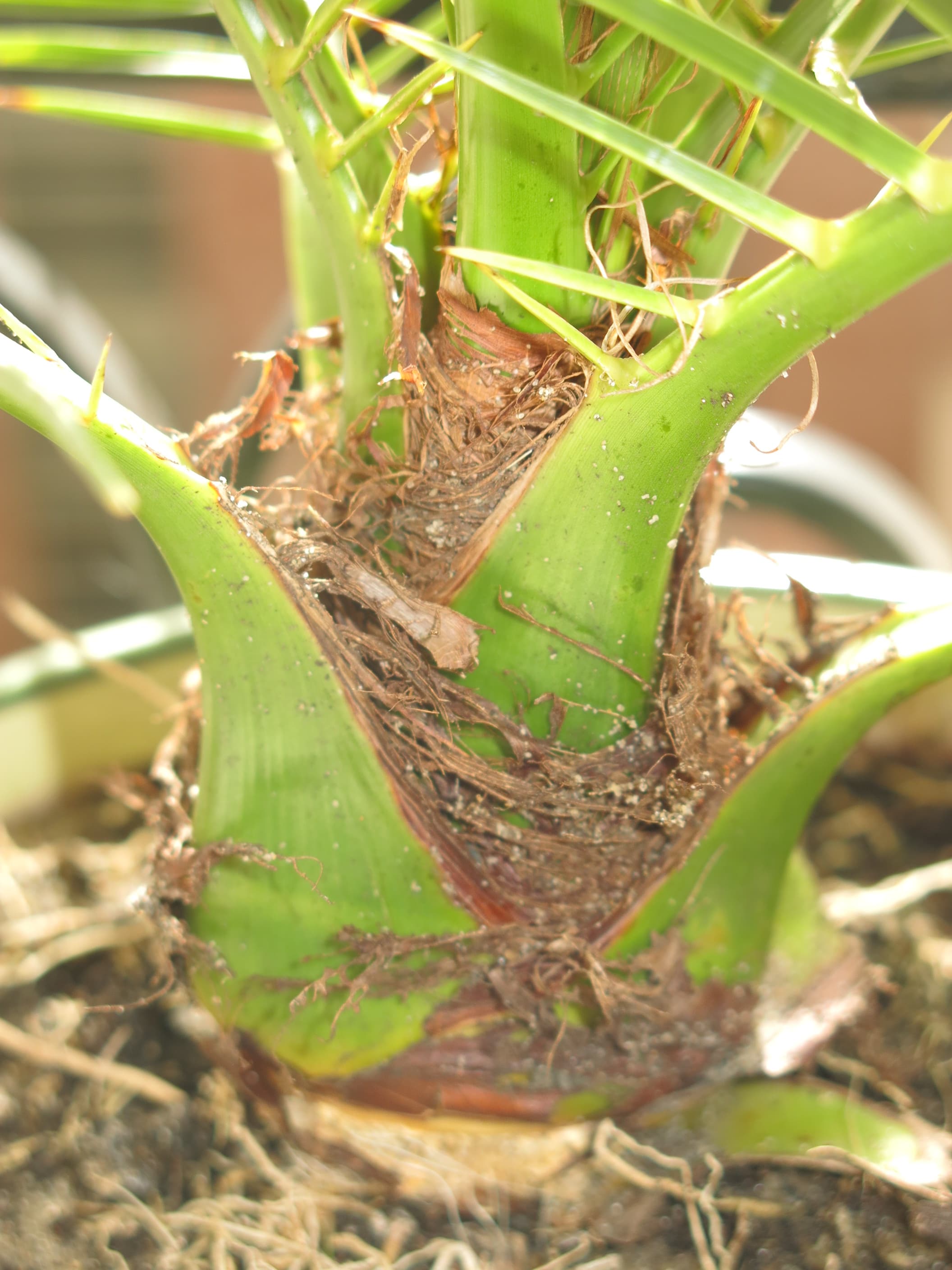 Young Date Palm Bonsai
