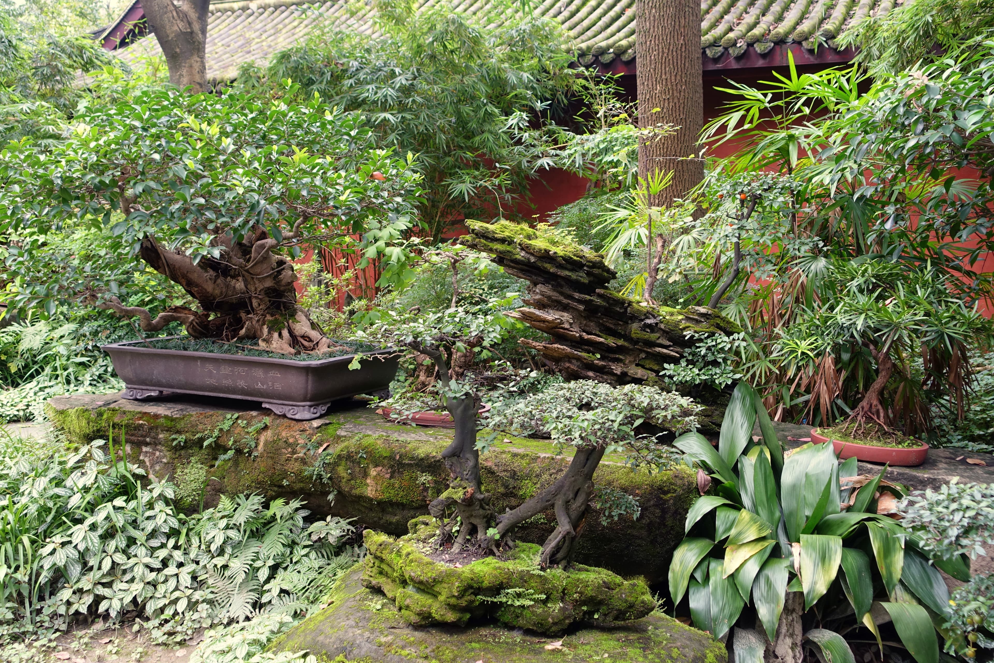 Ancient Chinese Banyan Bonsai