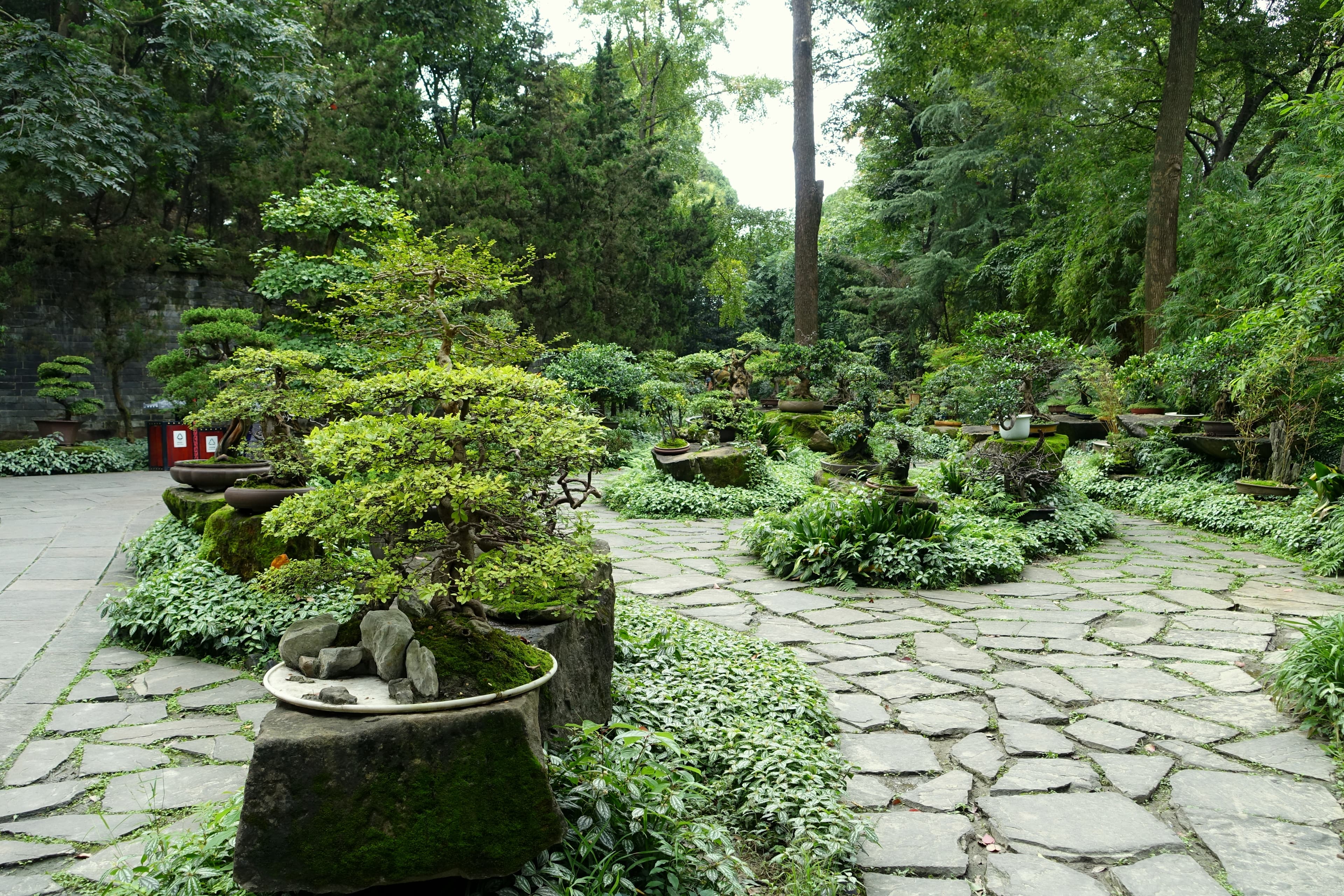Chinese Elm Penjing with Rocks