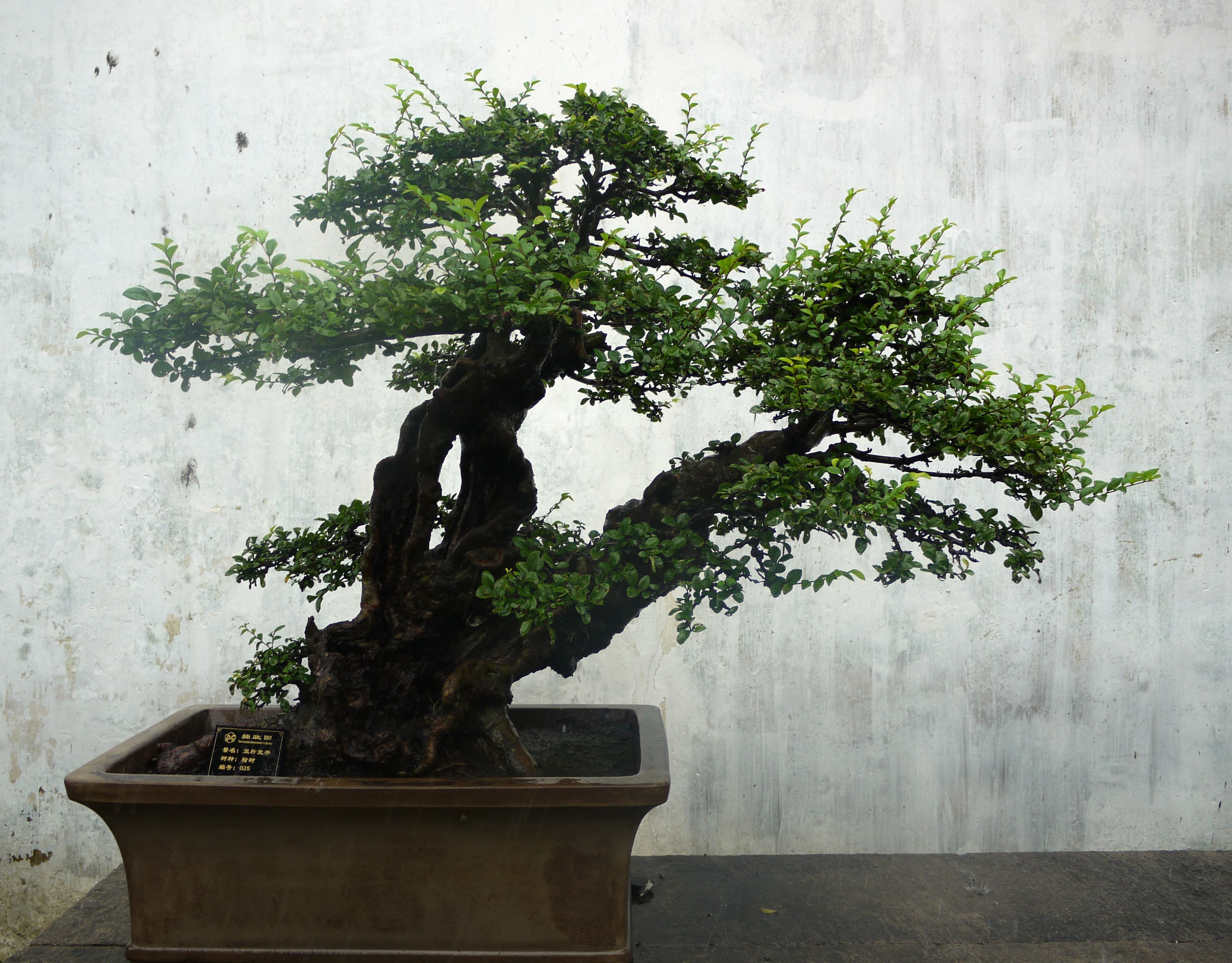Ancient Chinese Elm Slanting Bonsai