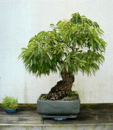 Persimmon Bonsai