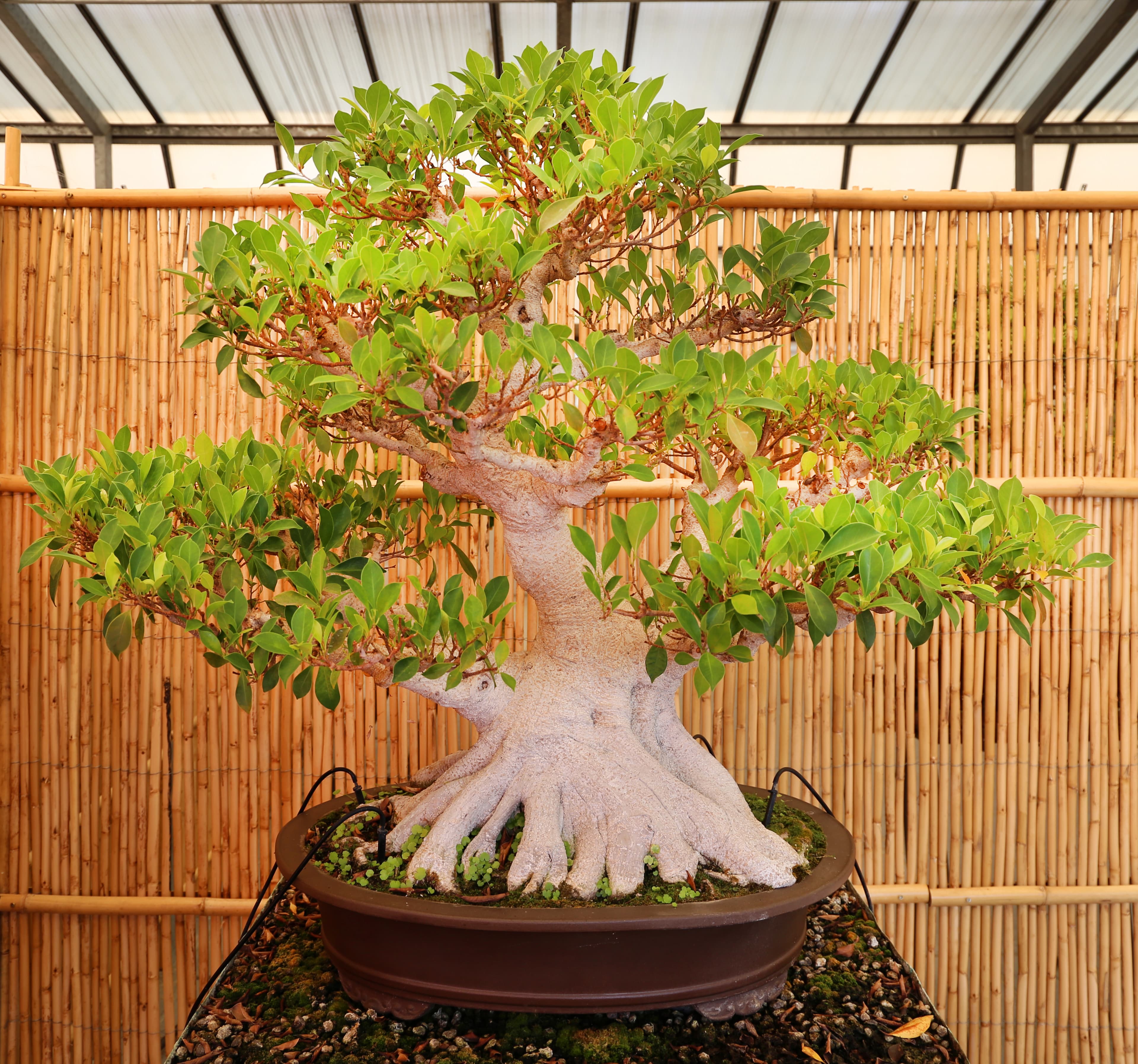 Ficus Retusa Informal Upright Bonsai