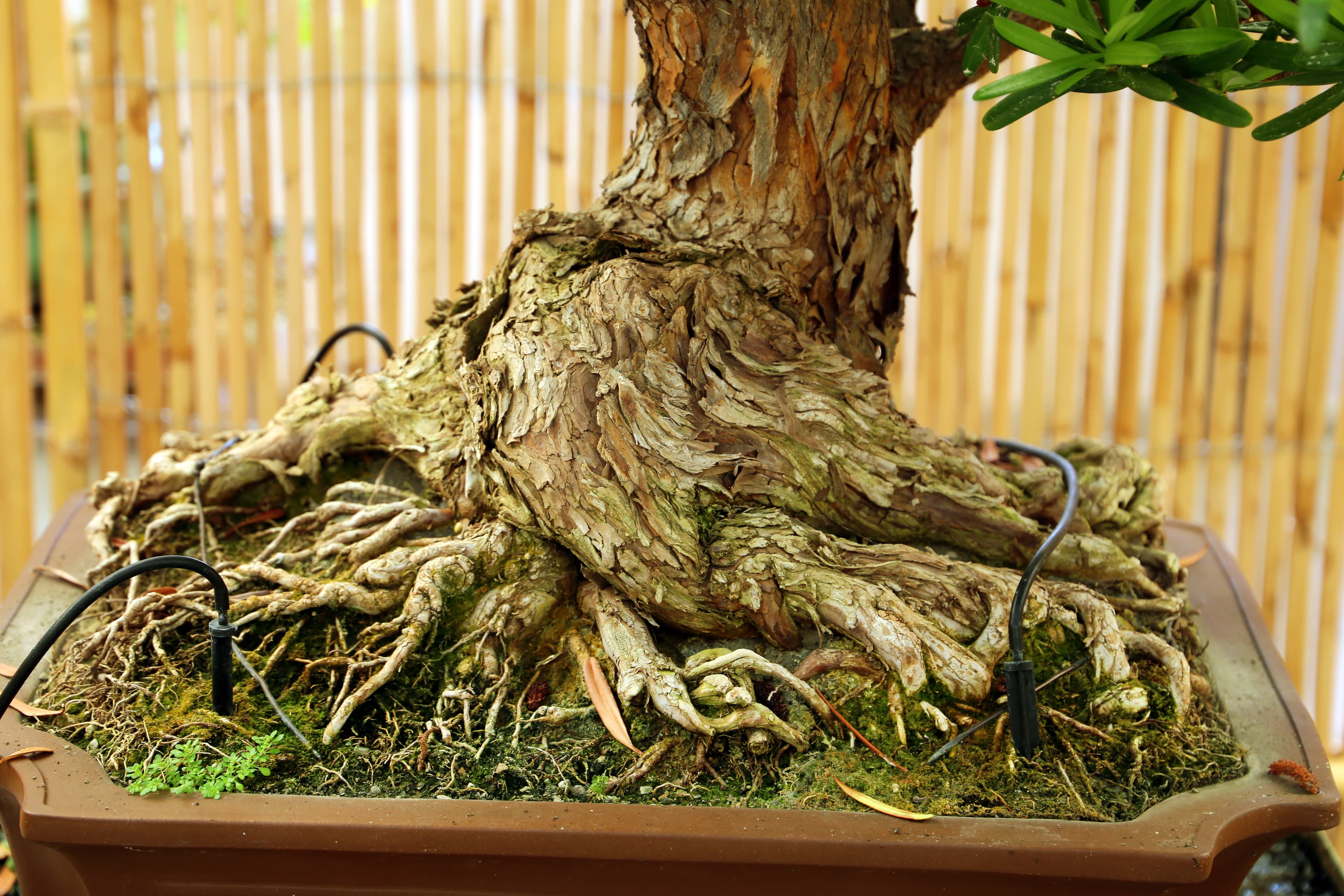 Podocarpus Macrophyllus Informal Upright Bonsai