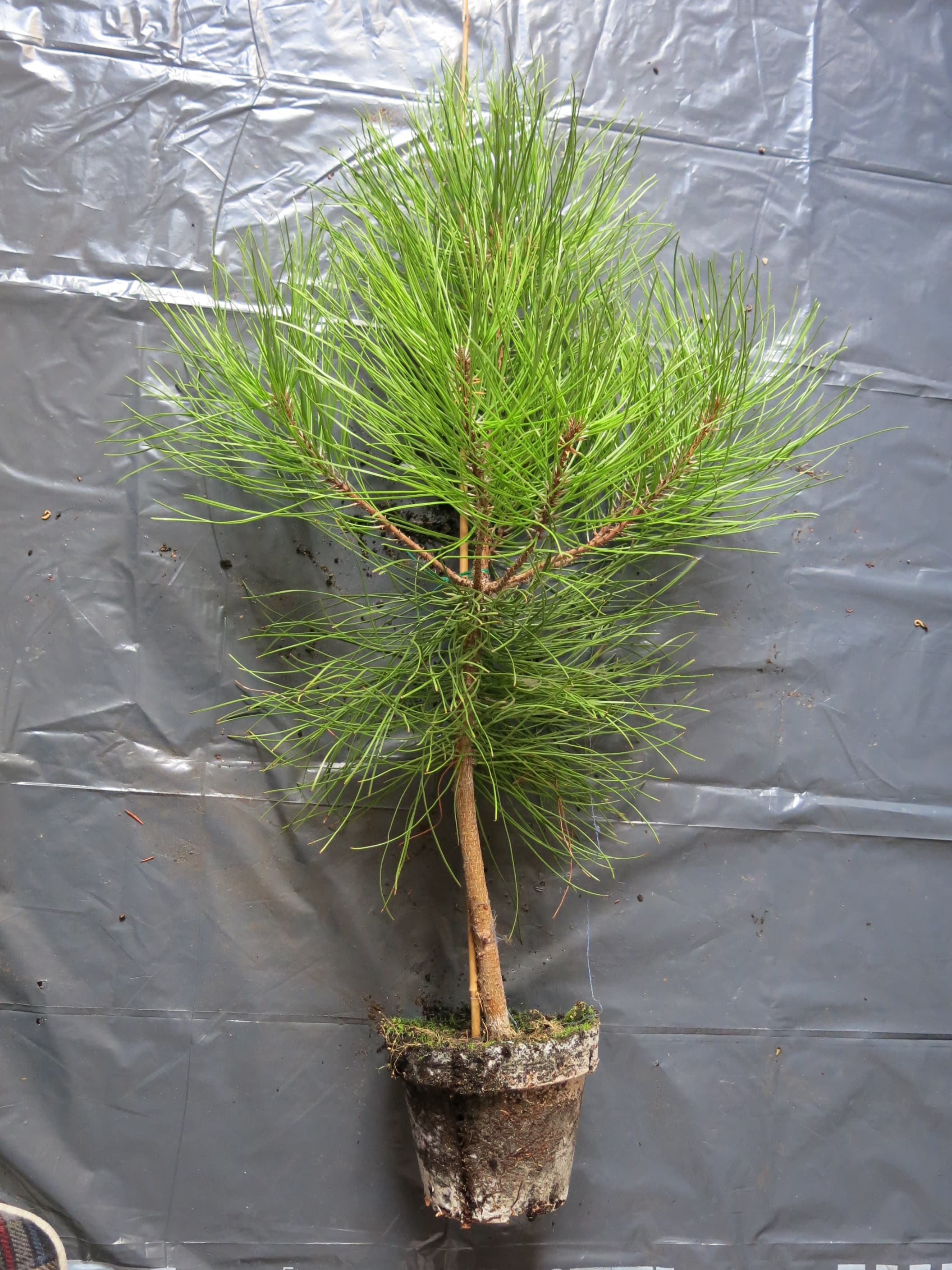 Maritime Pine Bonsai Material