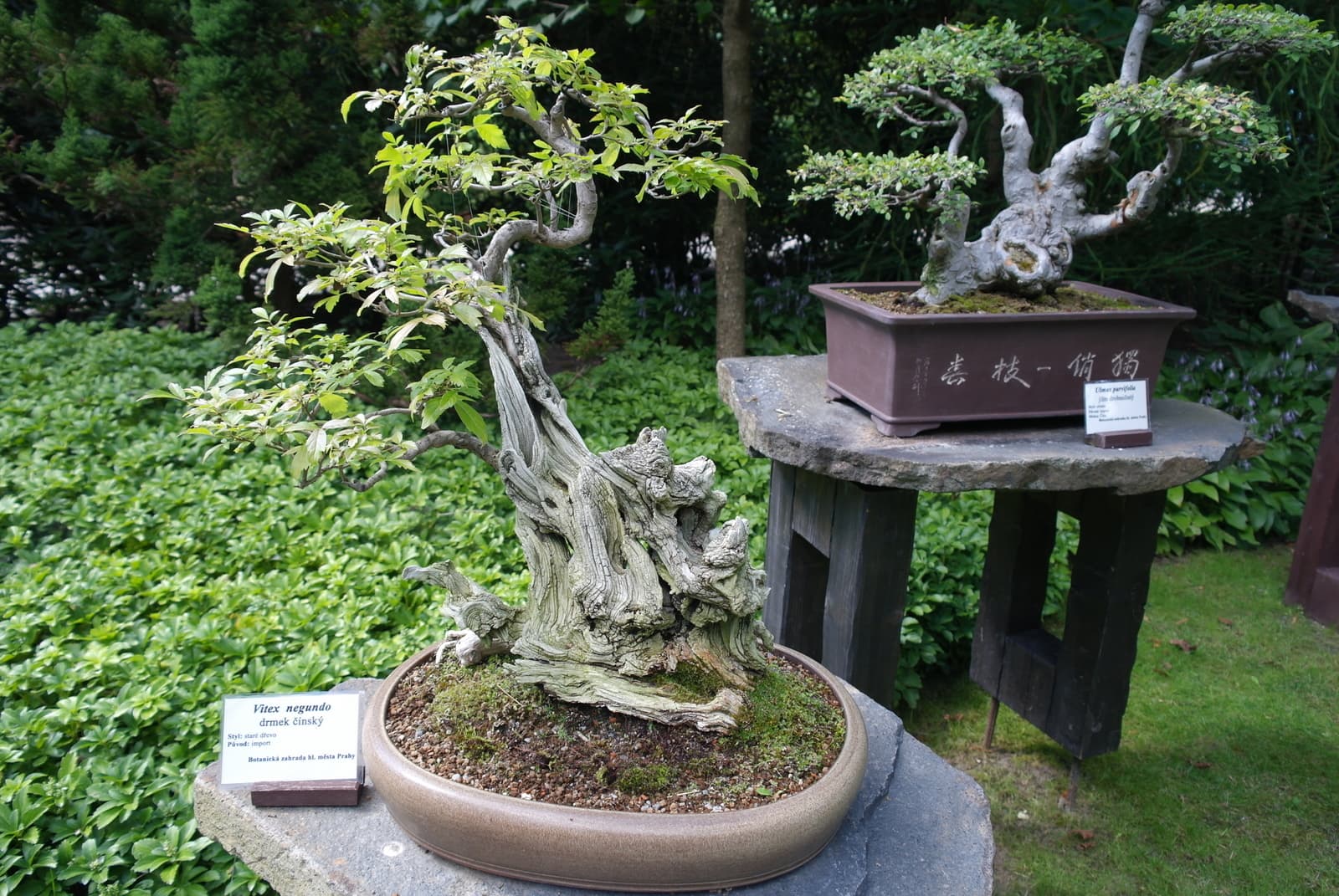 Vitex negundo Bonsai