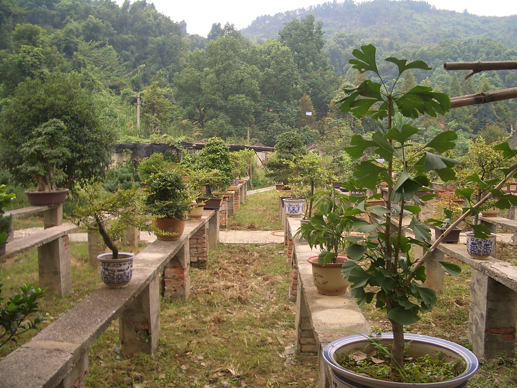 Young Ginkgo Bonsai