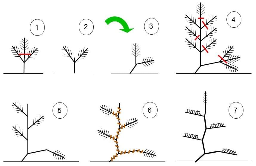 Informal Upright Pine Bonsai Training Diagram