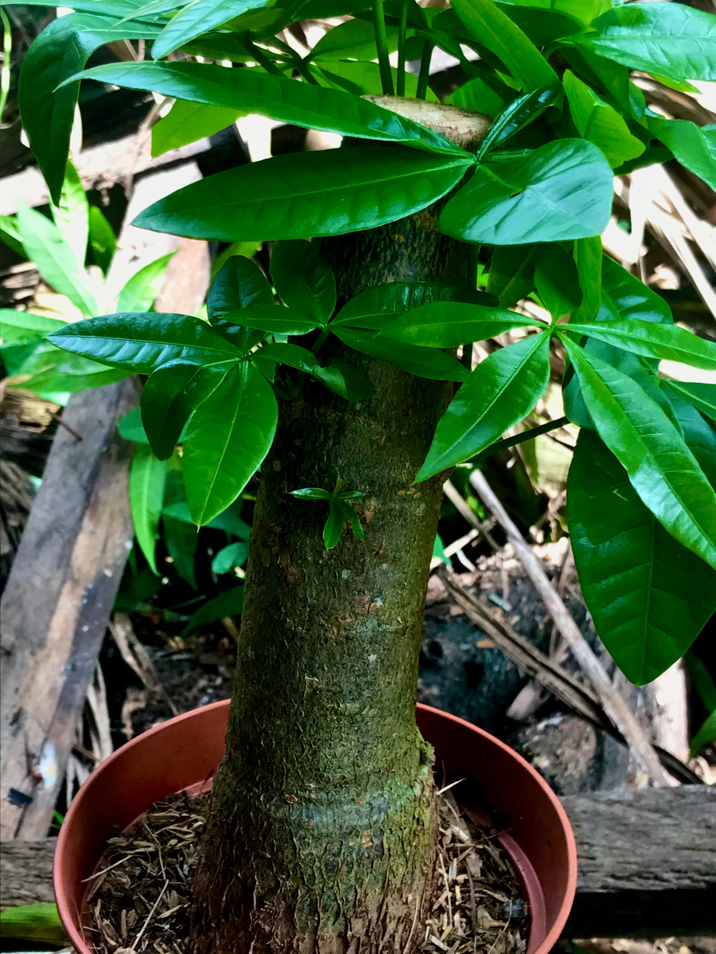 Money Tree Bonsai