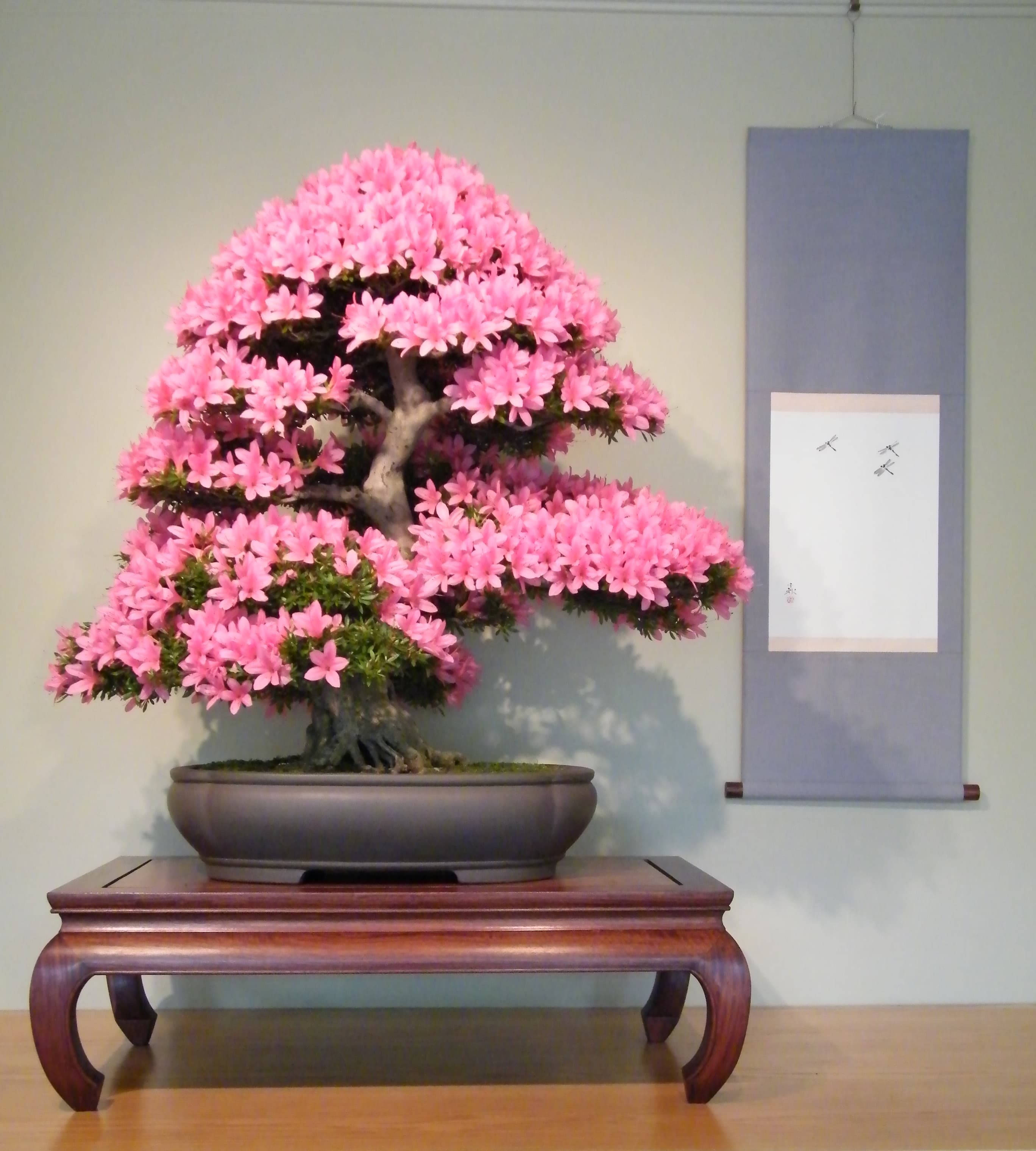 Satsuki Azalea Bonsai