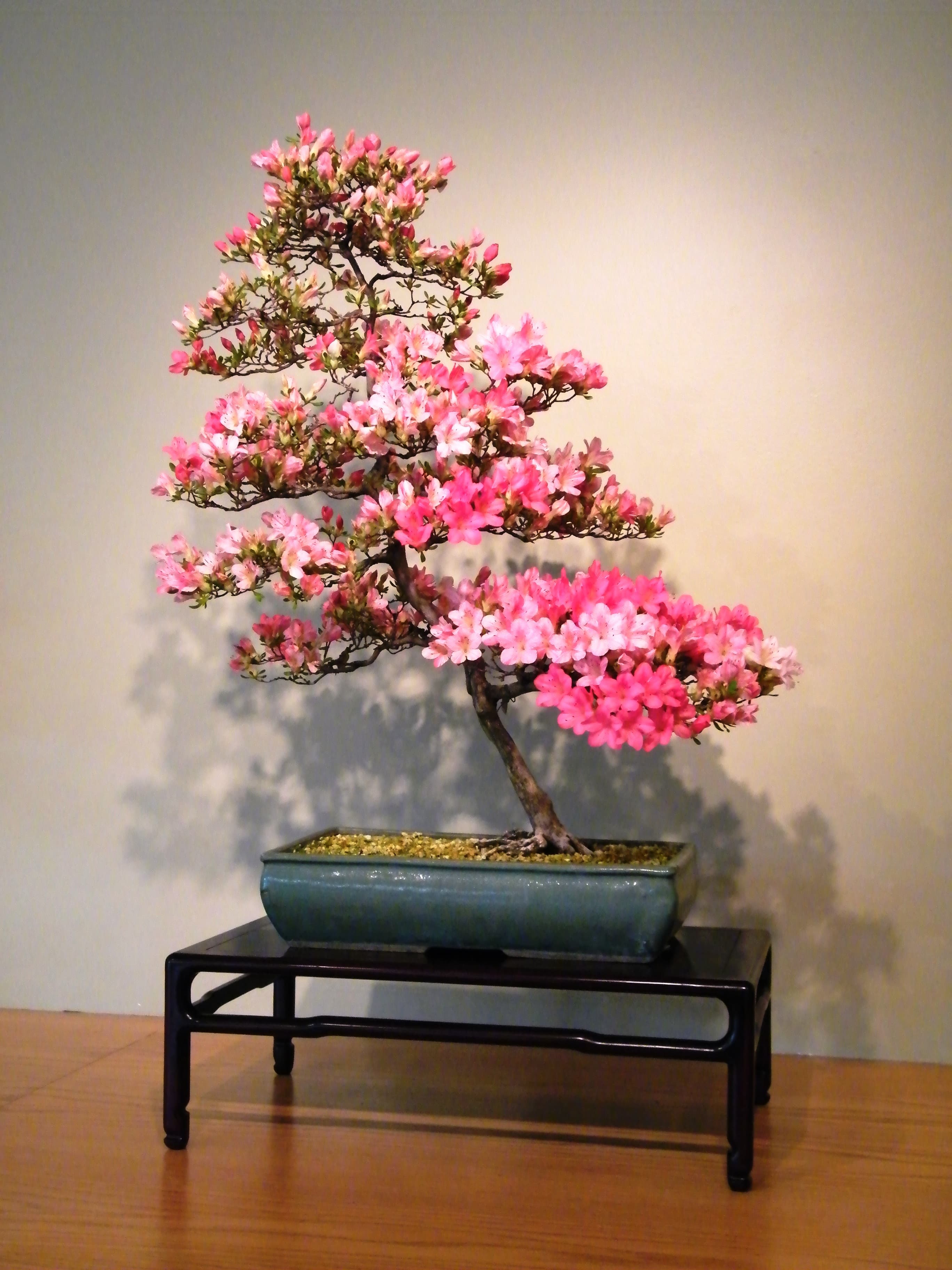 Flowering Satsuki Azalea Bonsai