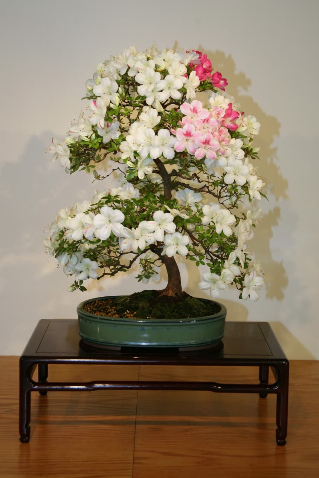 Satsuki Azalea 'Ai-no-hana' Bonsai