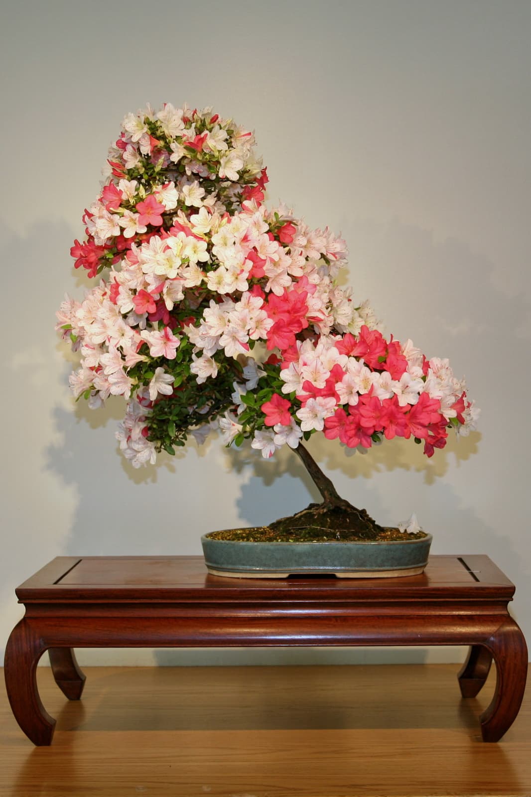Satsuki Azalea Bonsai 'Kaze'