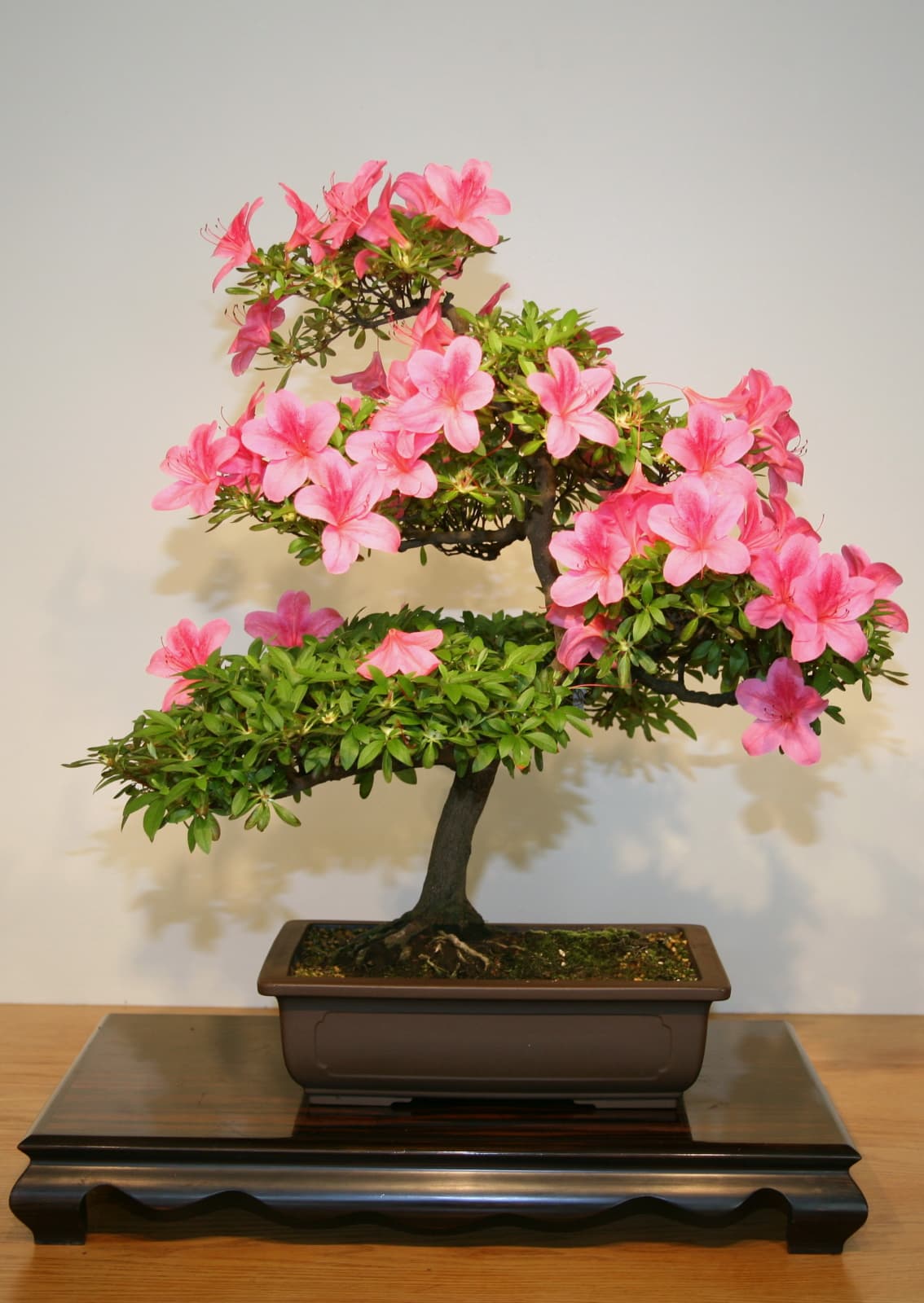 Satsuki Azalea 'Nikano-nishiki' Bonsai