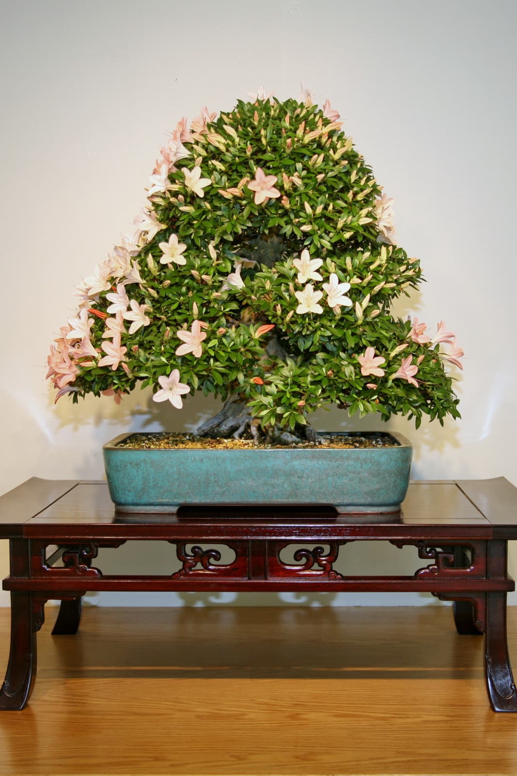 Flowering Satsuki Azalea Bonsai