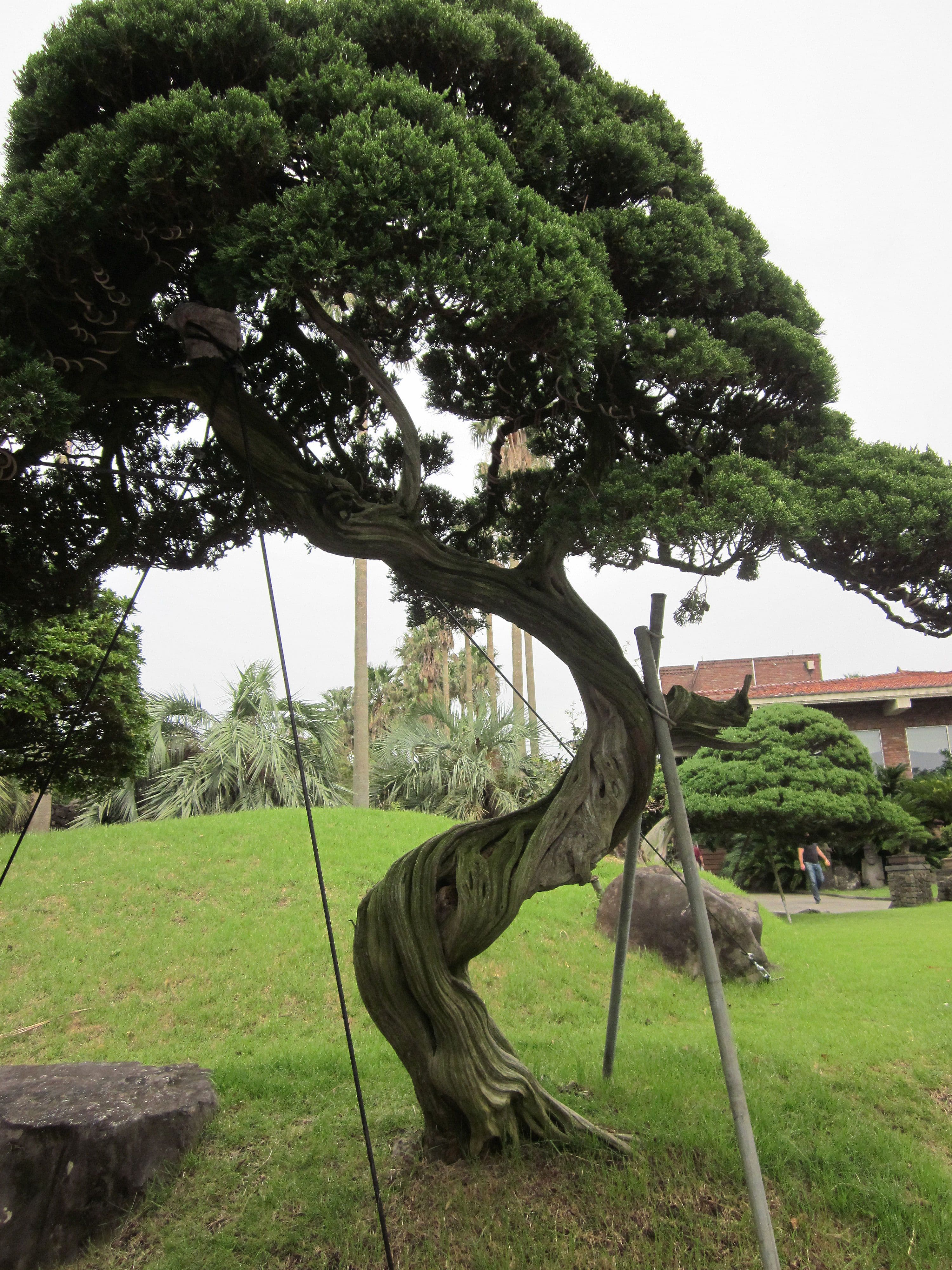 Ancient Twisted Juniper Bonsai