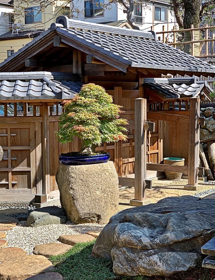 Japanese Maple Bonsai