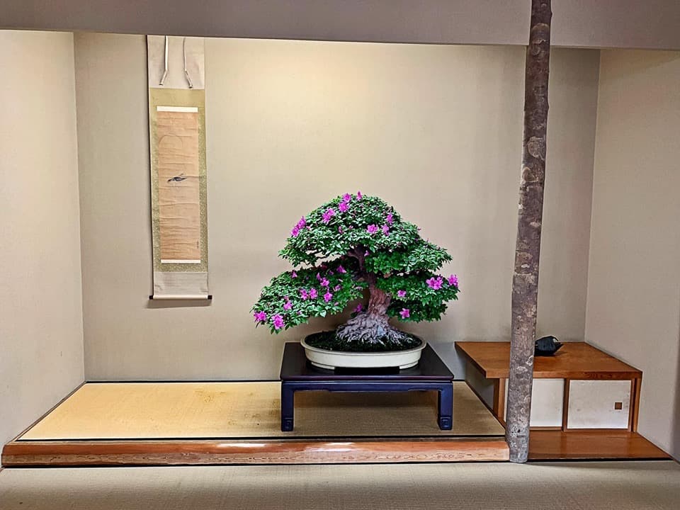 Flowering Satsuki Azalea Bonsai