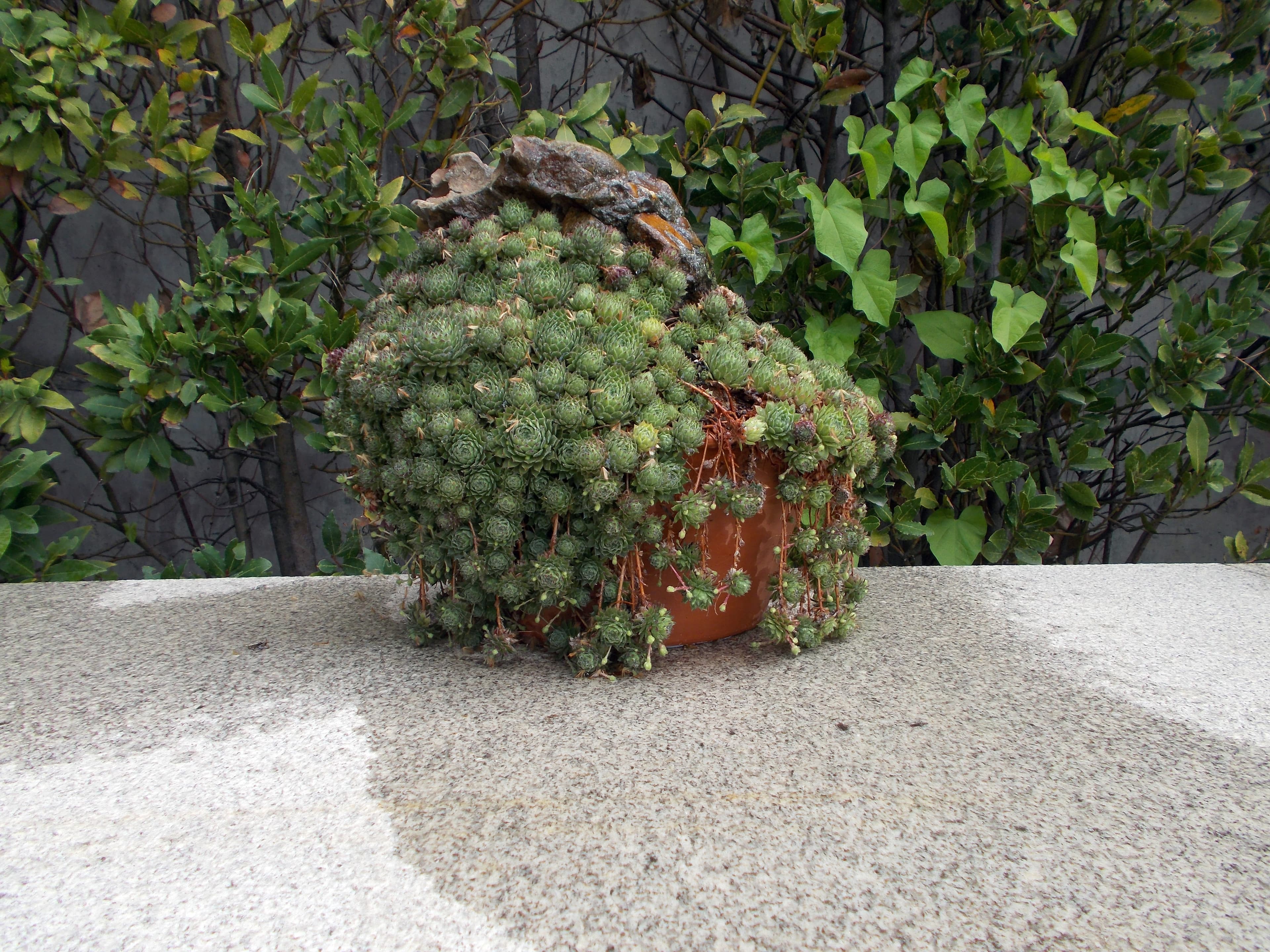 Sempervivum Kusamono with Rock