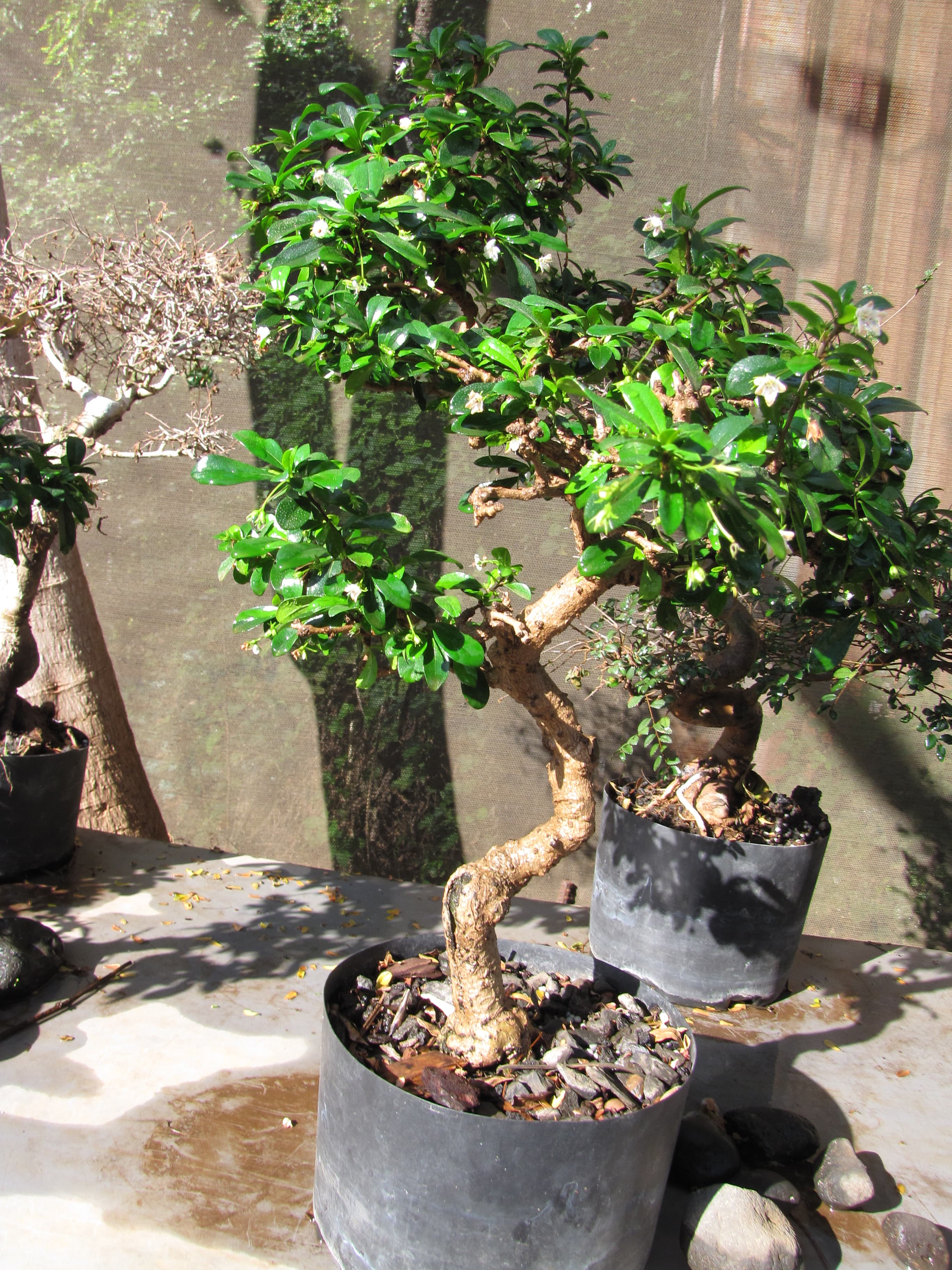 Fukien Tea Bonsai