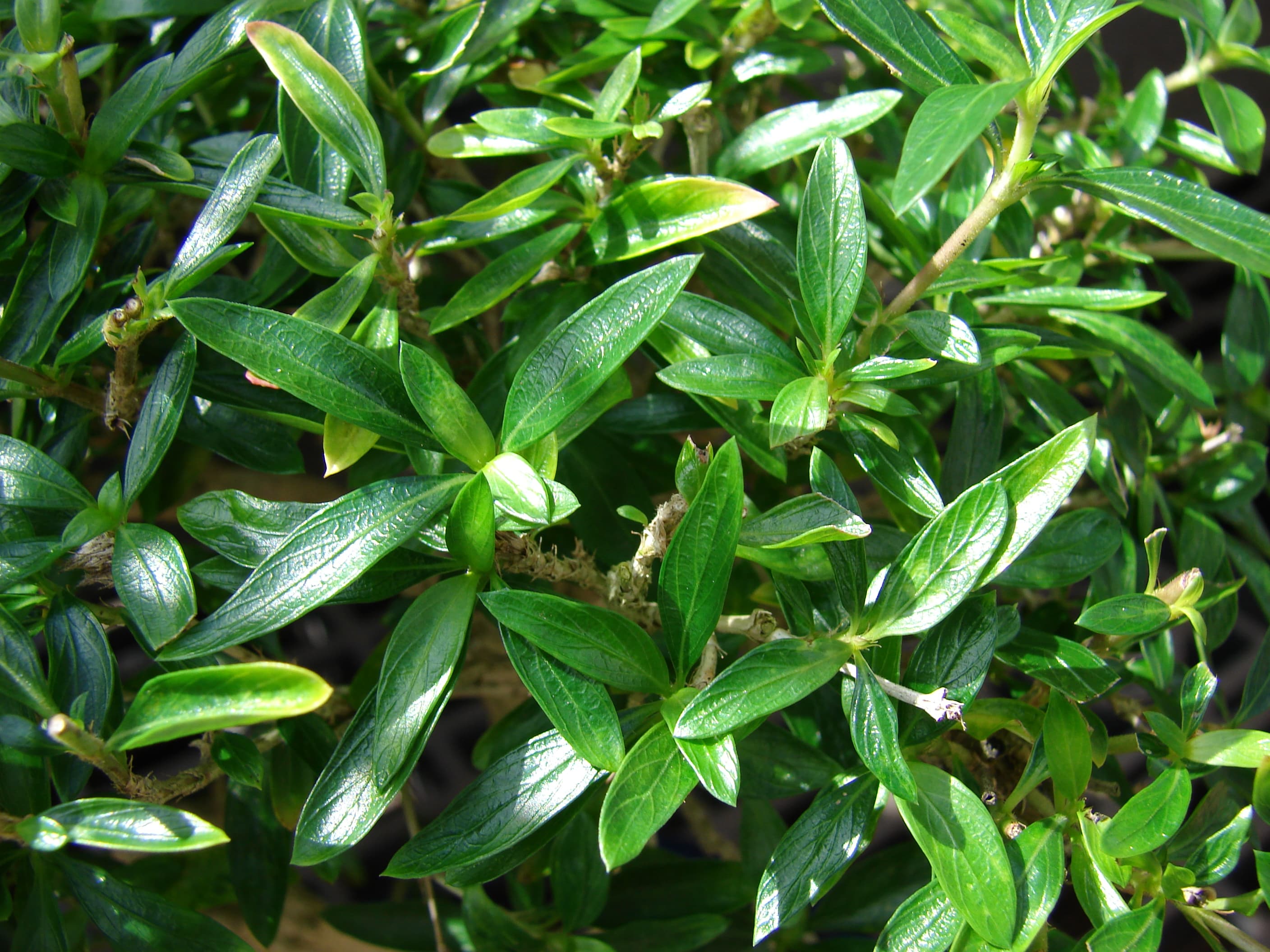 Unidentified Rubiaceae Bonsai