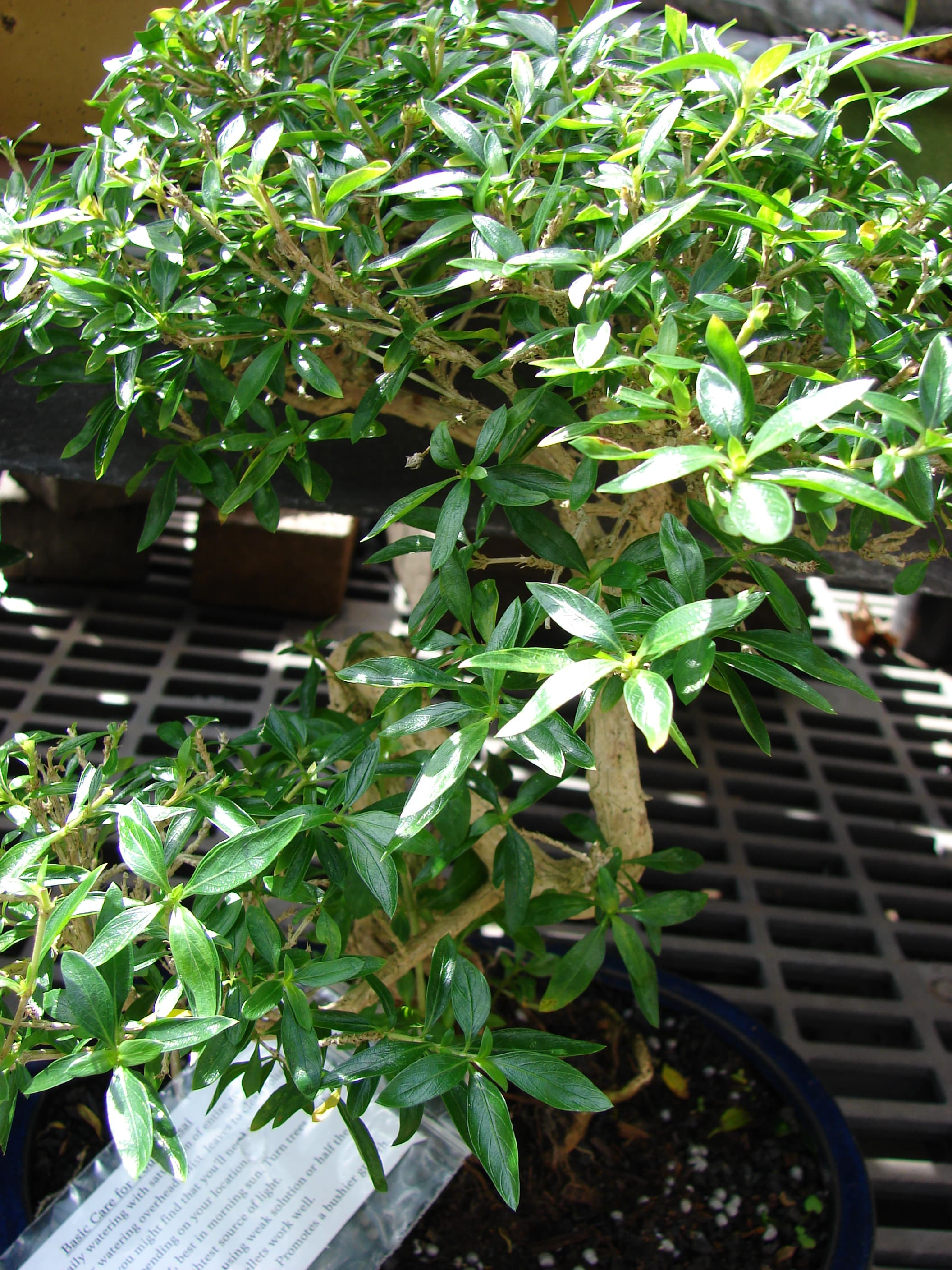 Bushy Unknown Species Bonsai