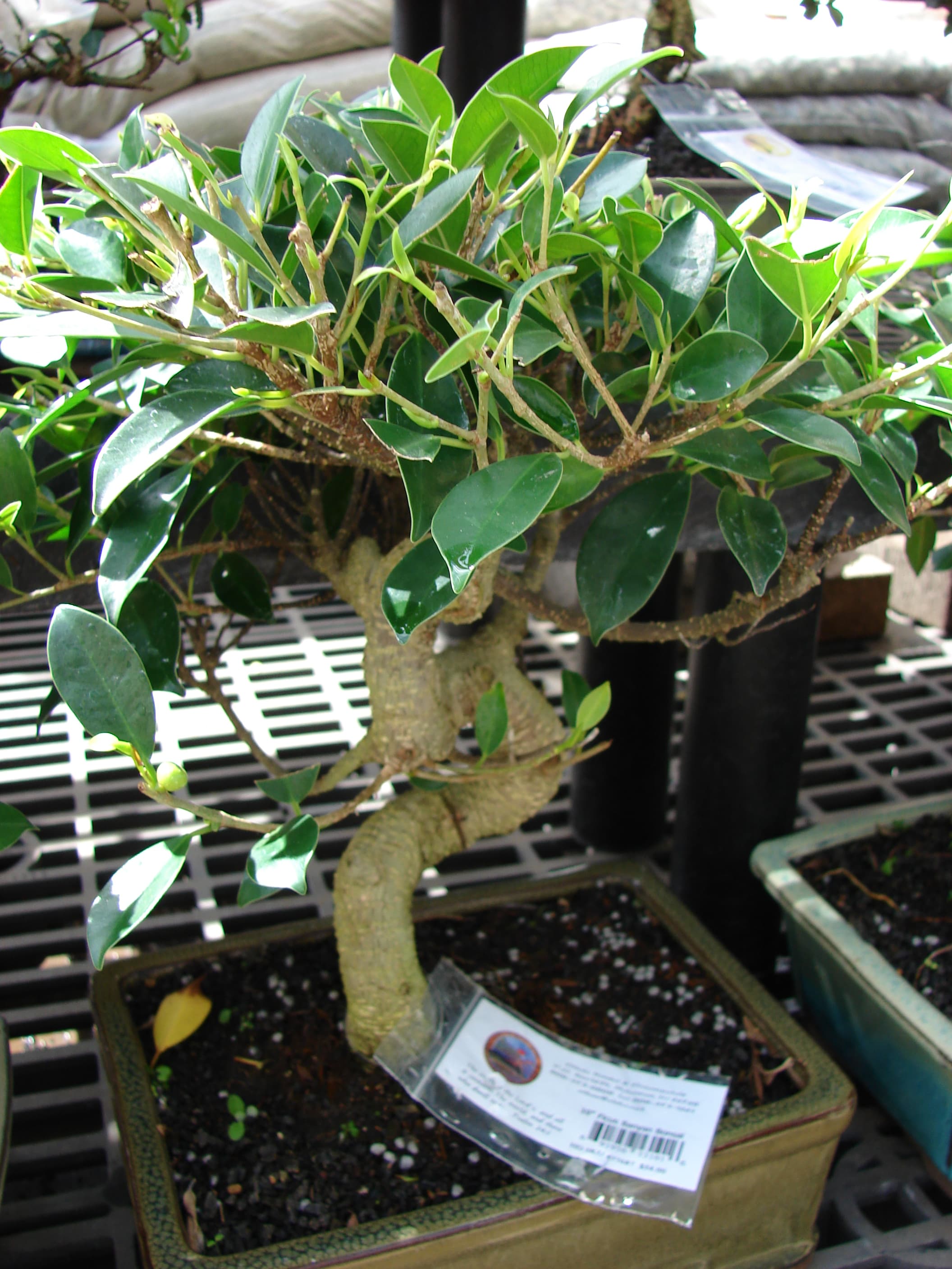 Ficus Microcarpa Bonsai