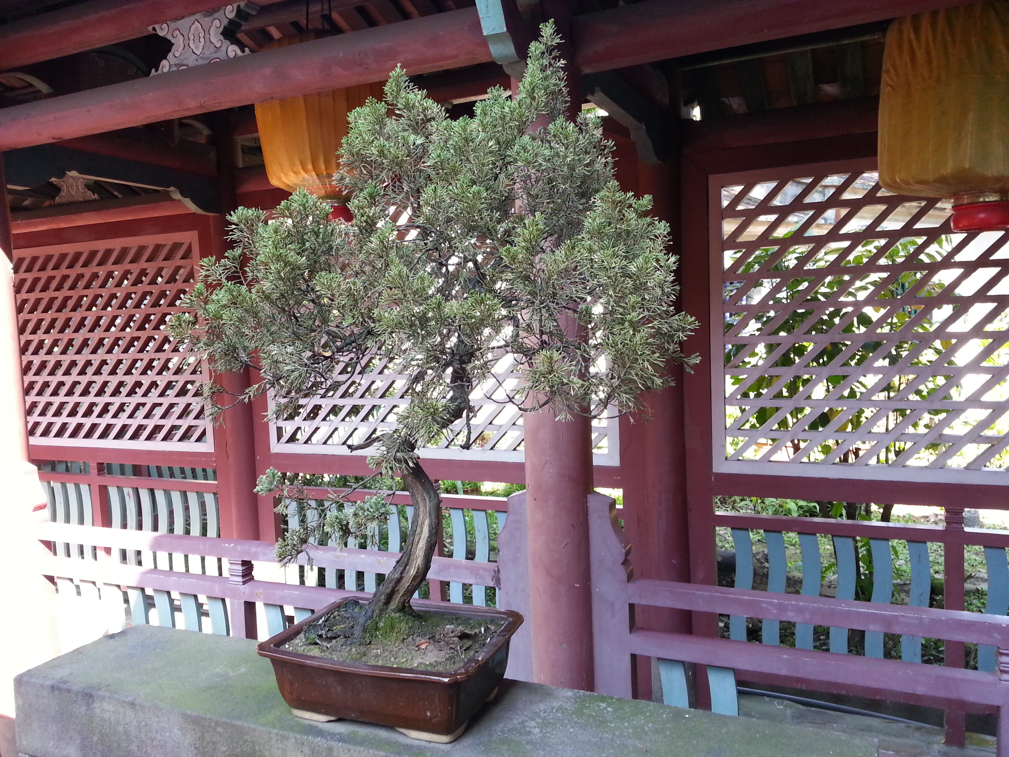 Informal Upright Juniper Bonsai