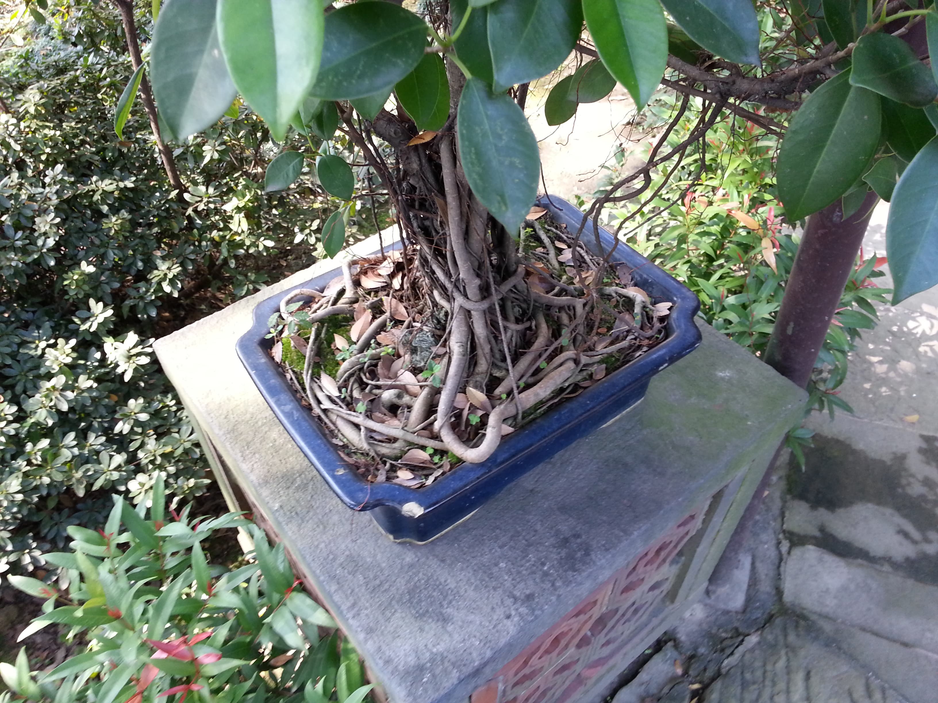 Banyan Style Ficus Bonsai