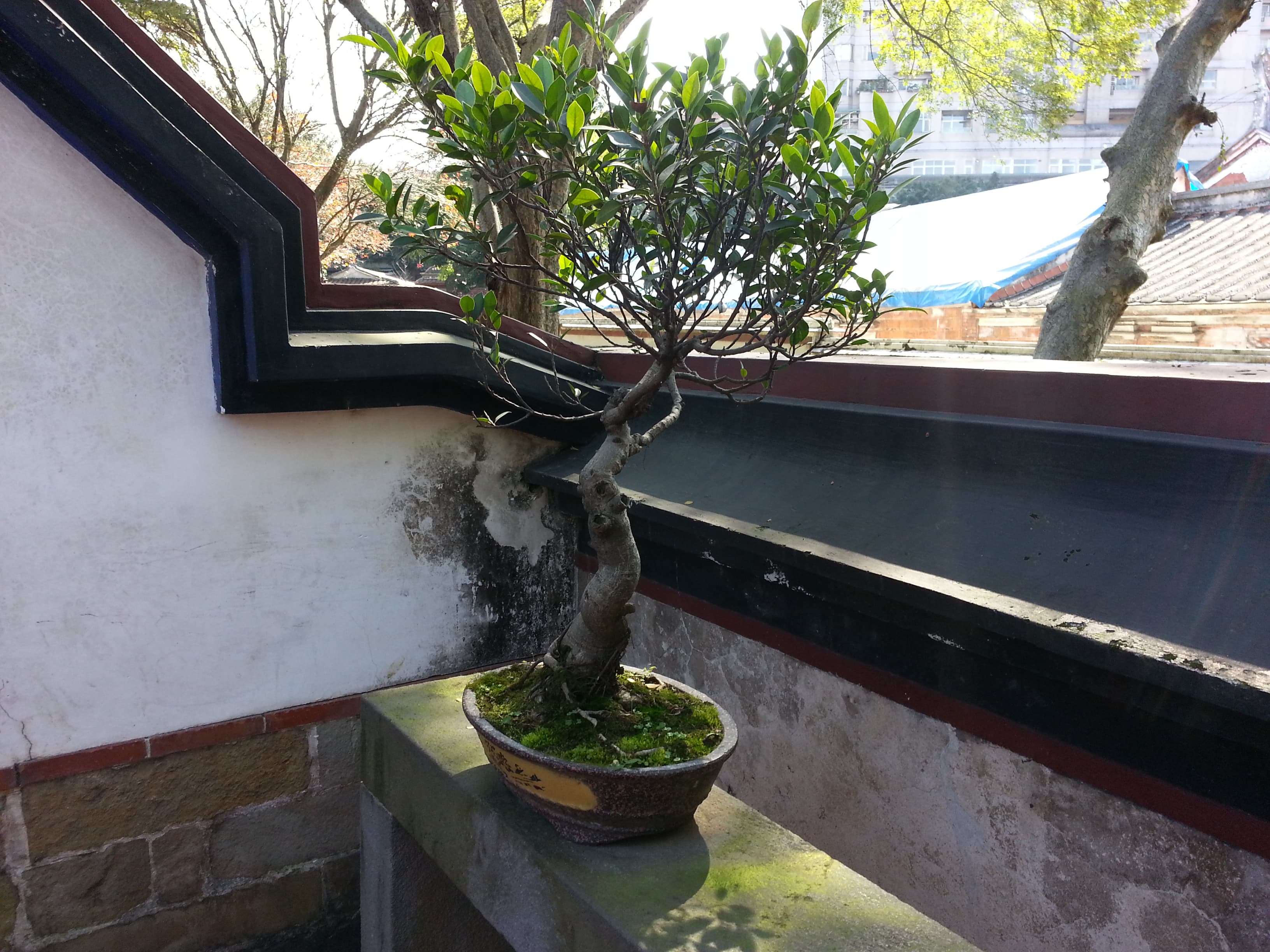Chinese Banyan Informal Upright Bonsai