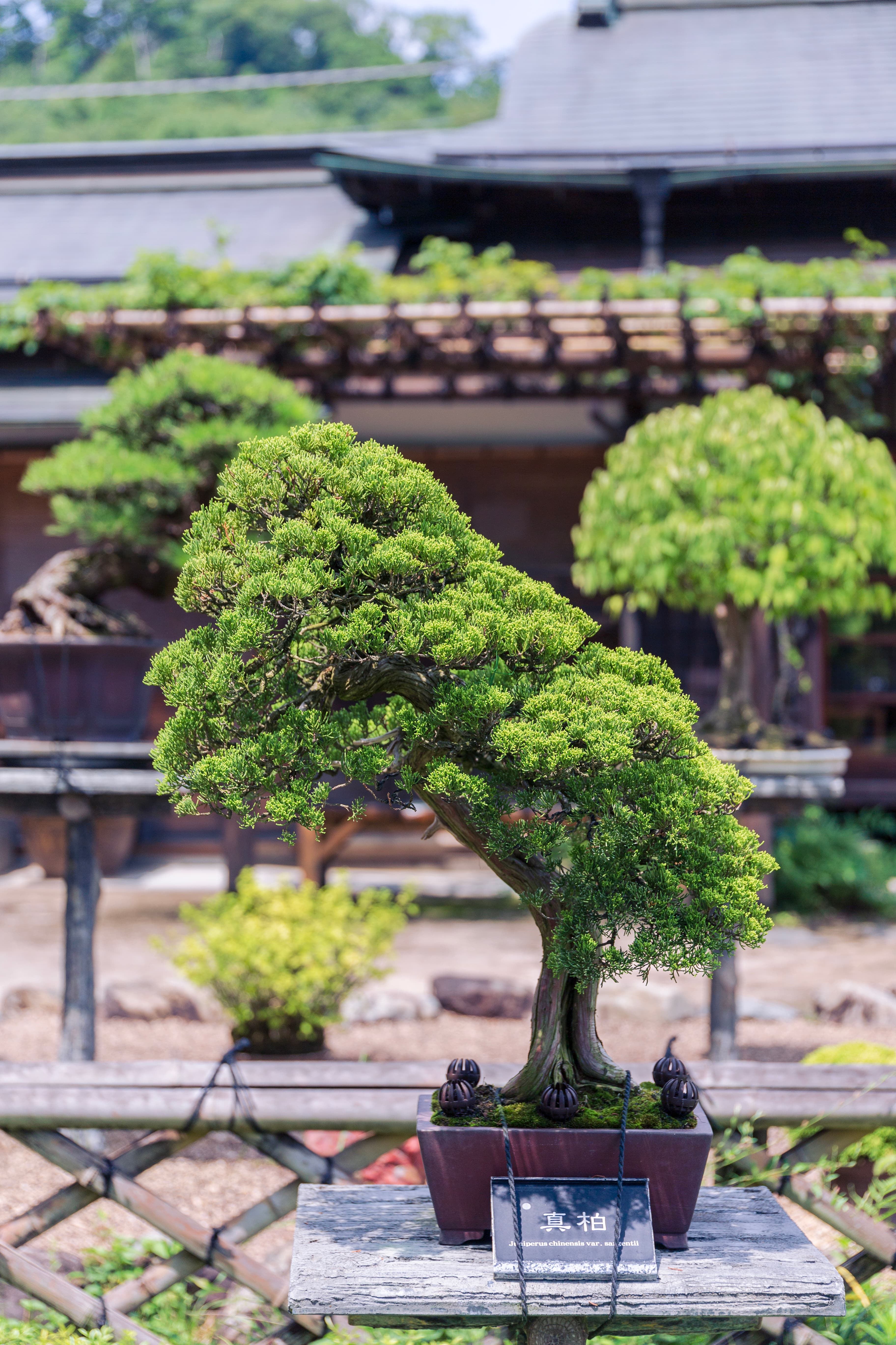 Shimpaku Juniper Bonsai